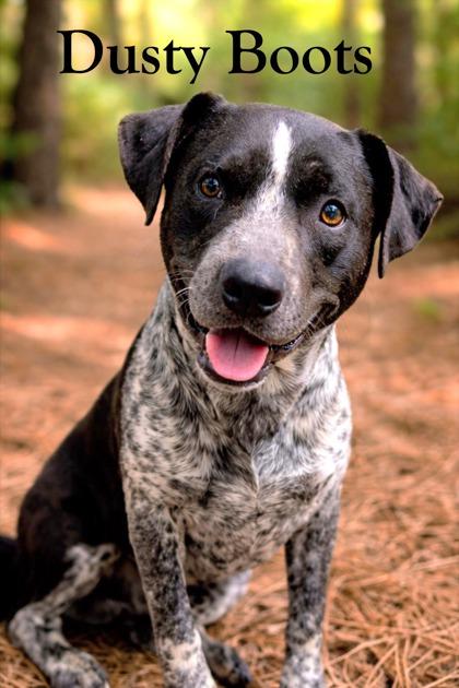 Dusty Boots, Adoptable, Adult Male Cattle Dog & Mixed Breed.