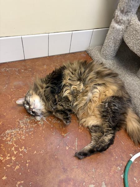 Mac, Adoptable, Senior Male Domestic Long Hair.