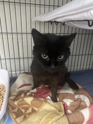 Southern Sass, Adoptable, Adult Female Domestic Short Hair & Domestic Short Hair.