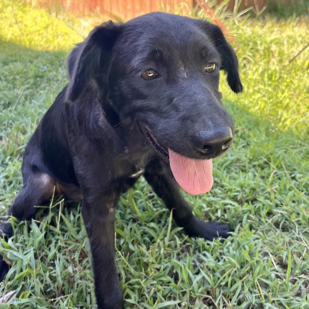 Banshee, Adoptable, Puppy Female Corgi.