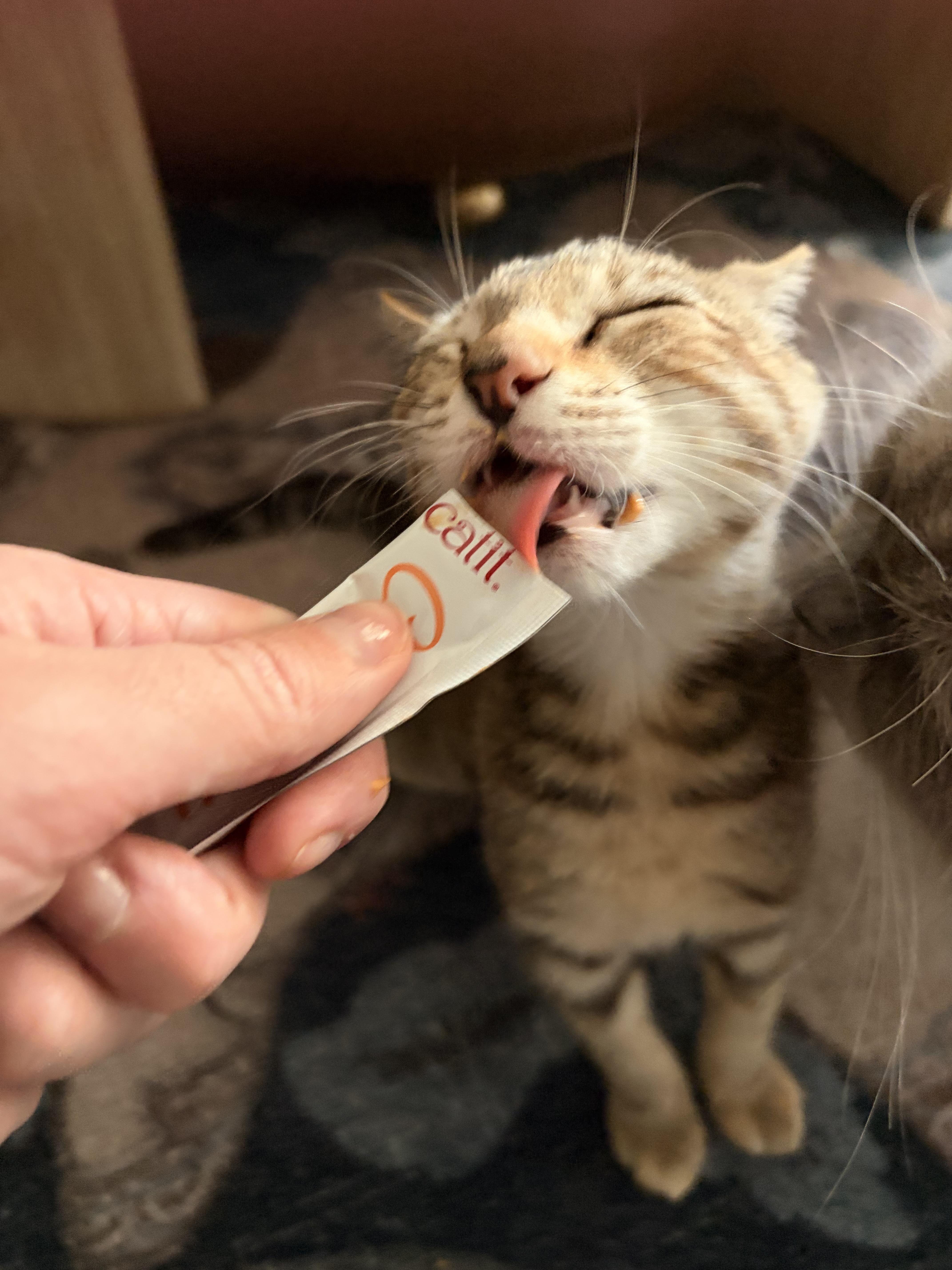 Enlarge Marsha, an adopted Domestic Short Hair in Brooklyn, NY image 5/6