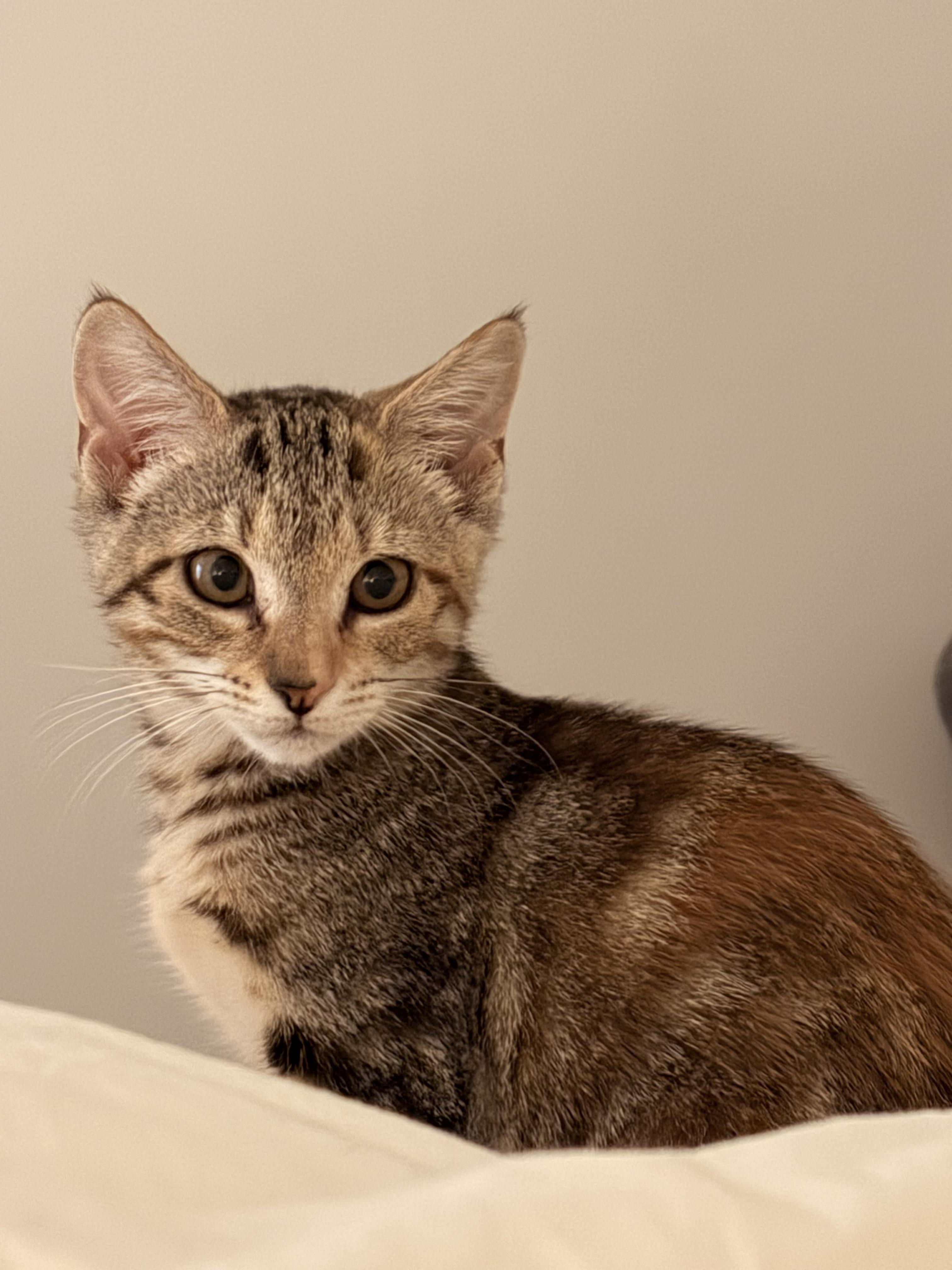 Enlarge Marsha, an adopted Domestic Short Hair in Brooklyn, NY image 6/6
