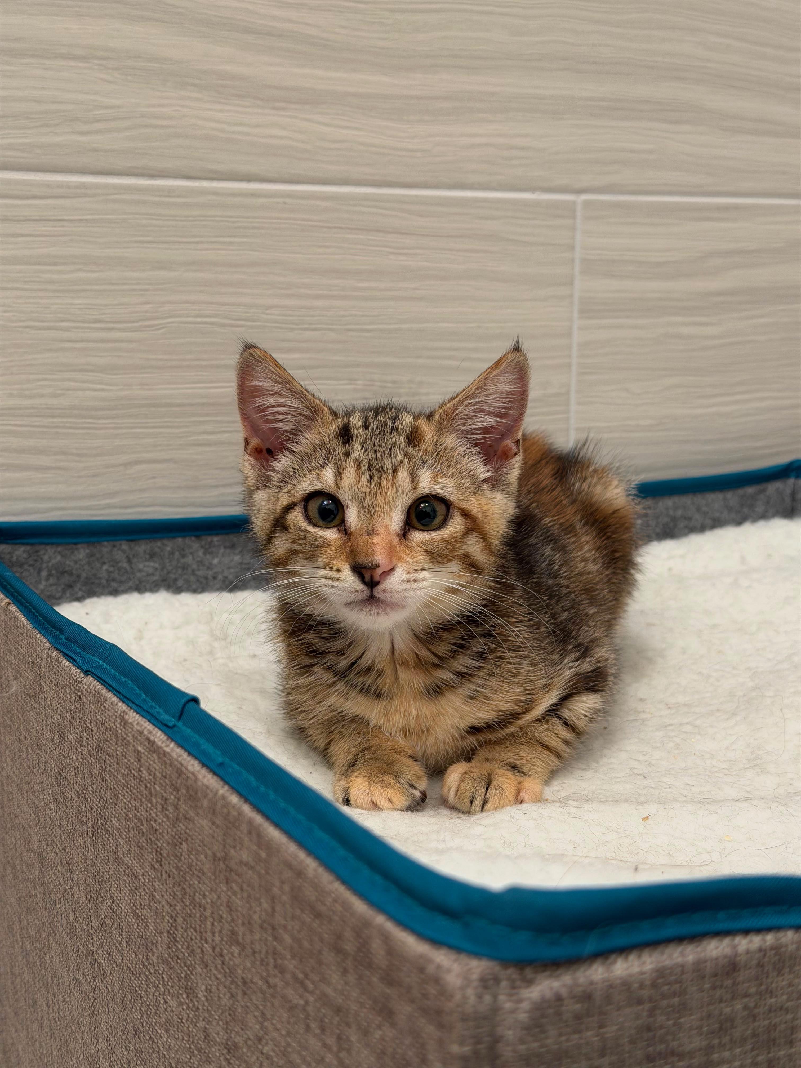 Enlarge Marsha, an adopted Domestic Short Hair in Brooklyn, NY image 3/6