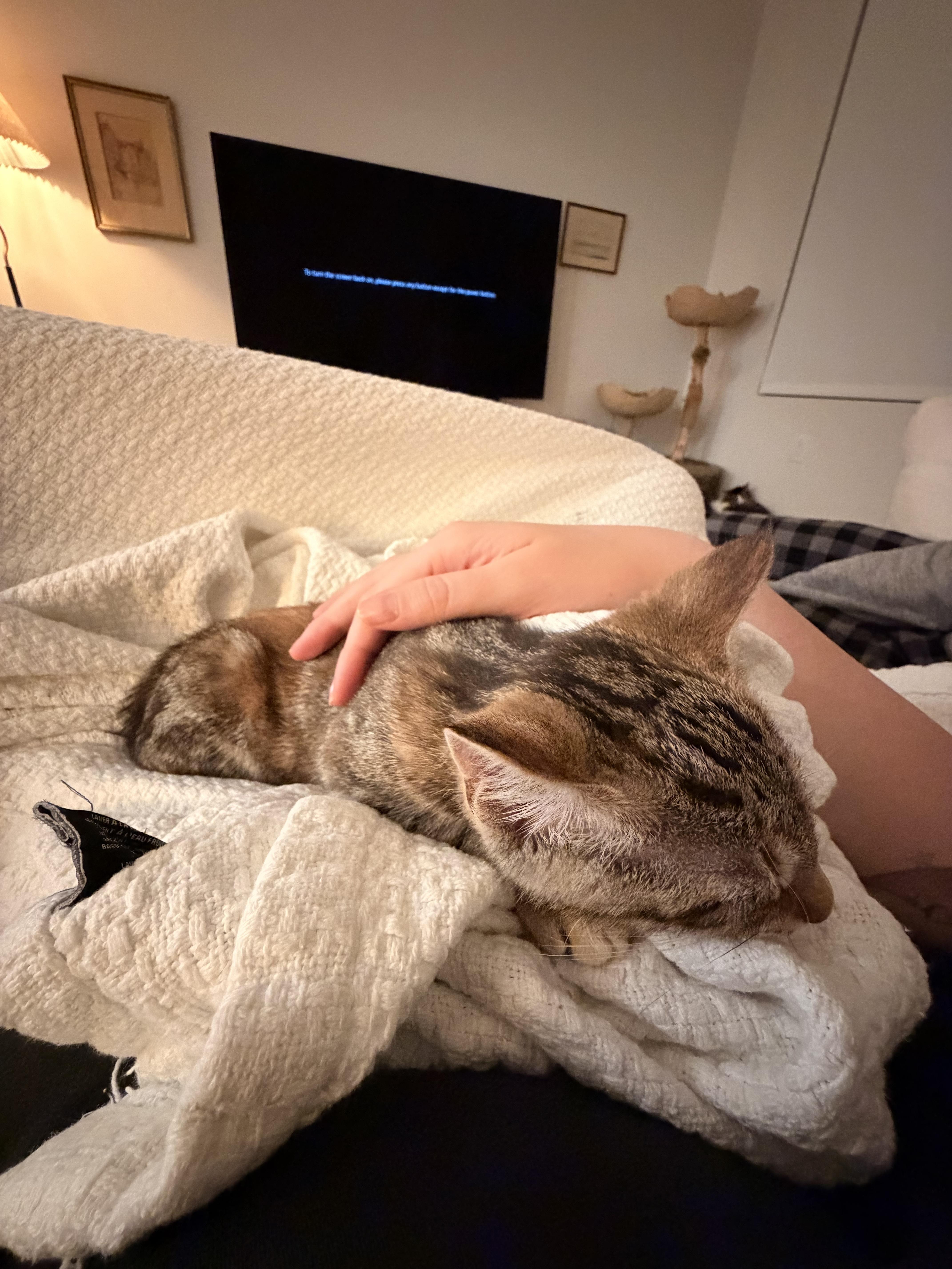 Enlarge Marsha, an adopted Domestic Short Hair in Brooklyn, NY image 4/6