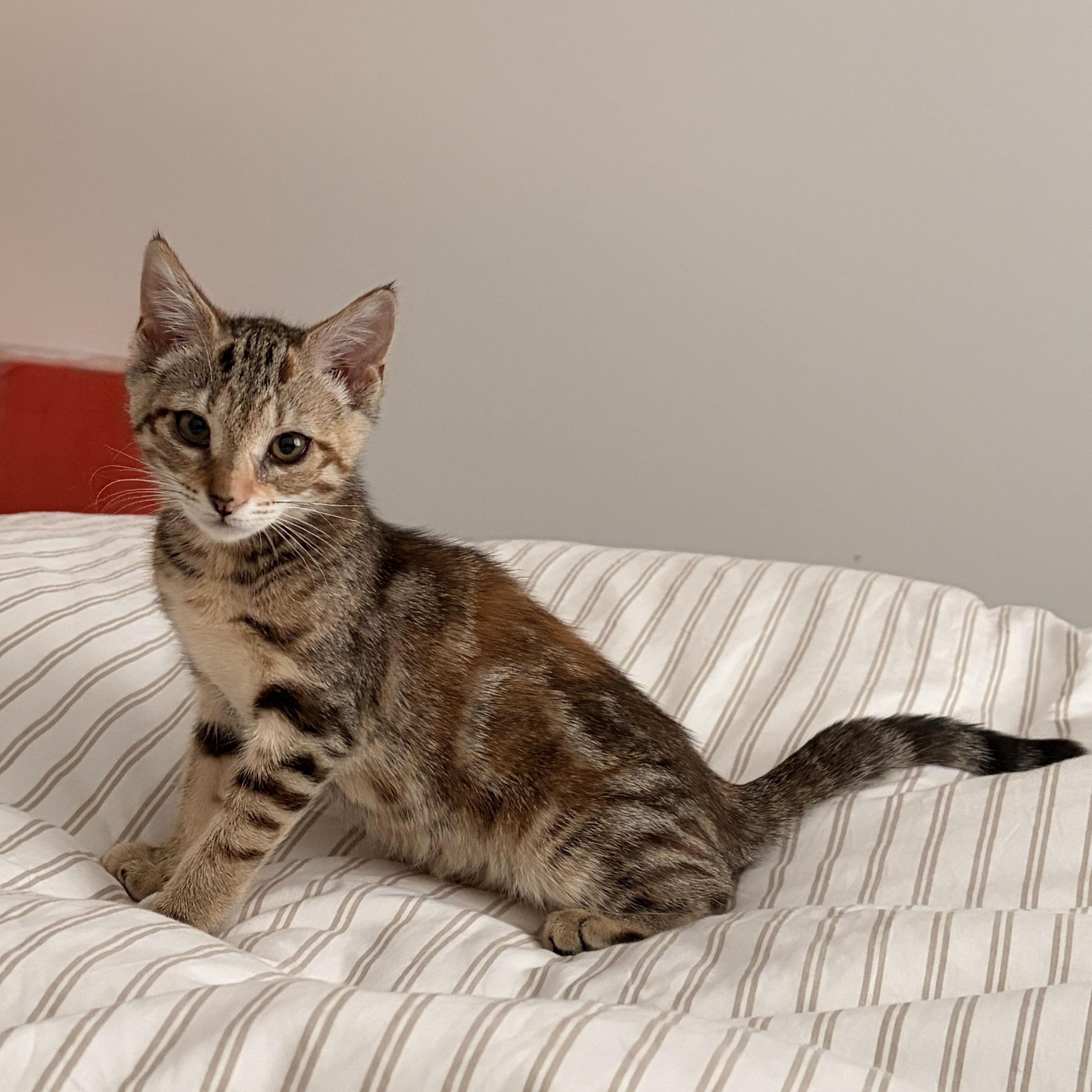 Marsha, adopted, Kitten Female Domestic Short Hair.