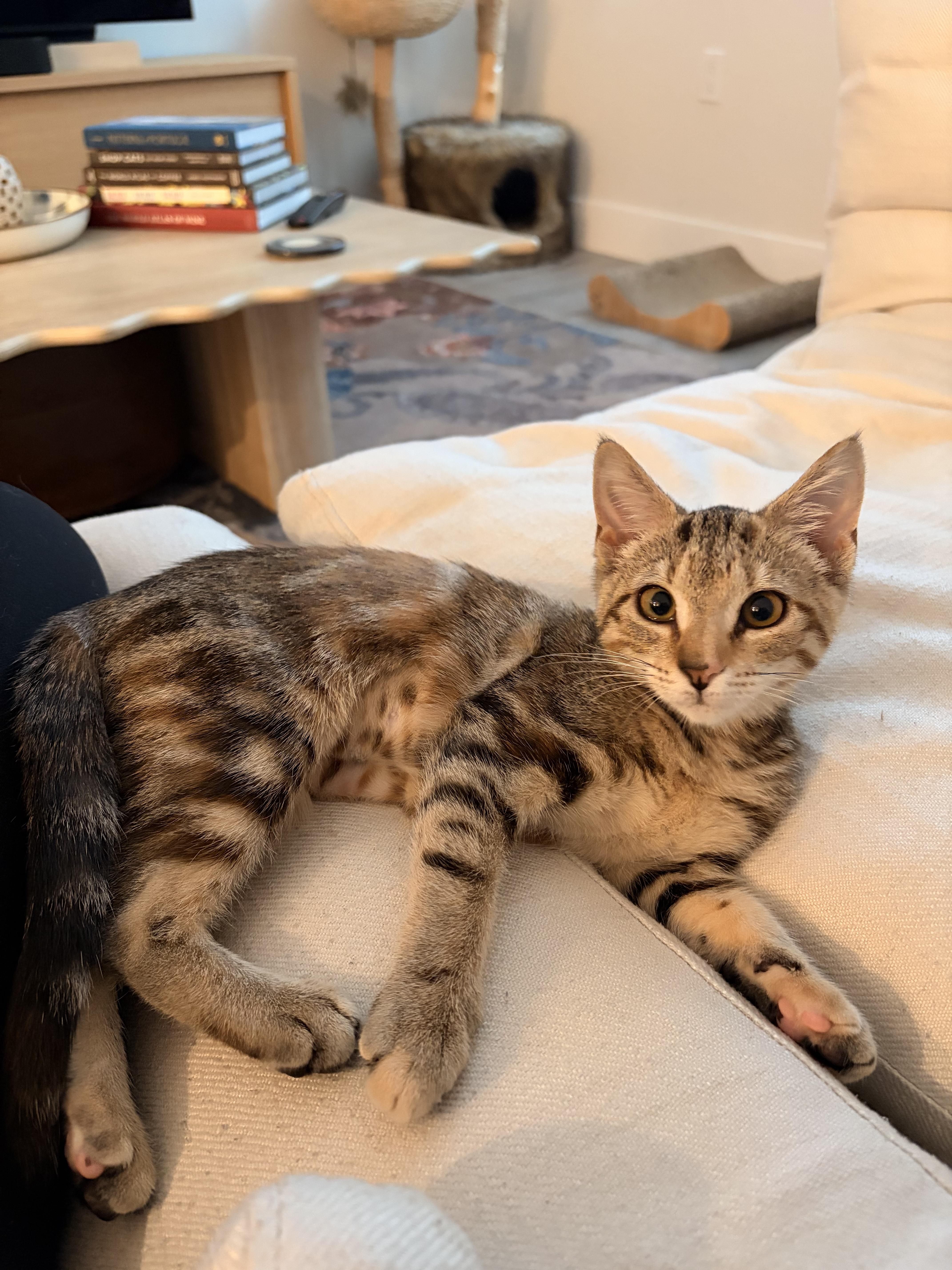 Enlarge Marsha, an adopted Domestic Short Hair in Brooklyn, NY image 2/6