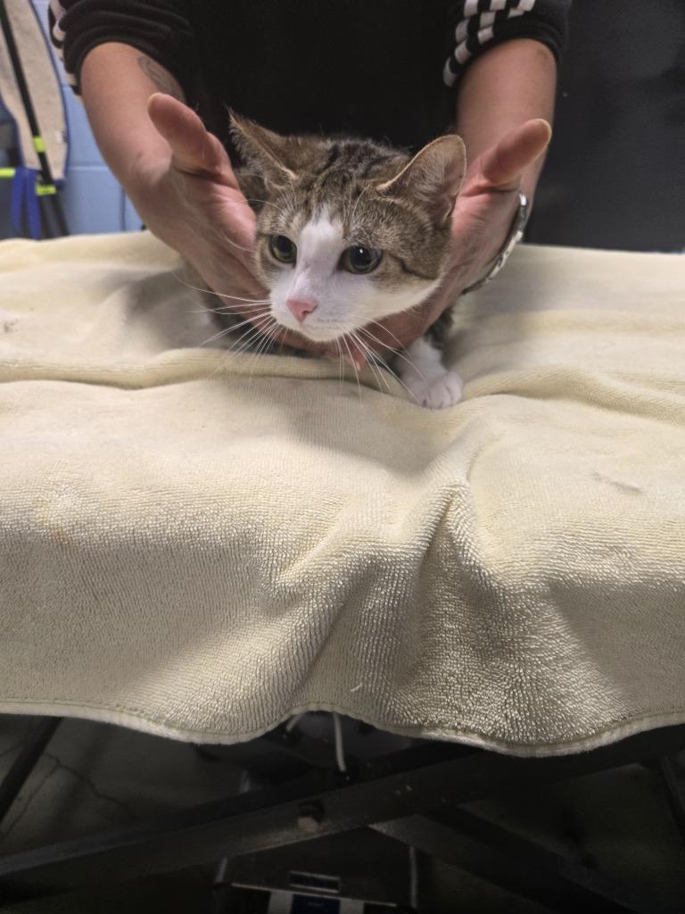 Sage, Adoptable, Adult Male Domestic Short Hair.