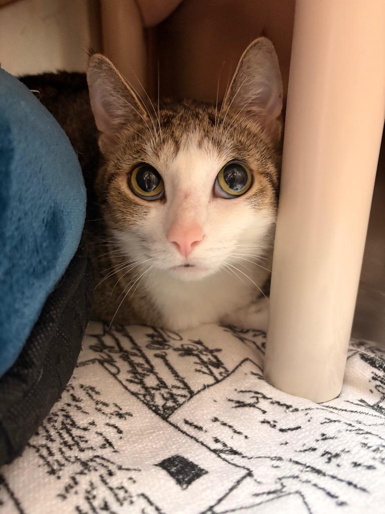 Enlarge Sage, a Adoptable mixed breed in Detroit, MI image 2/2