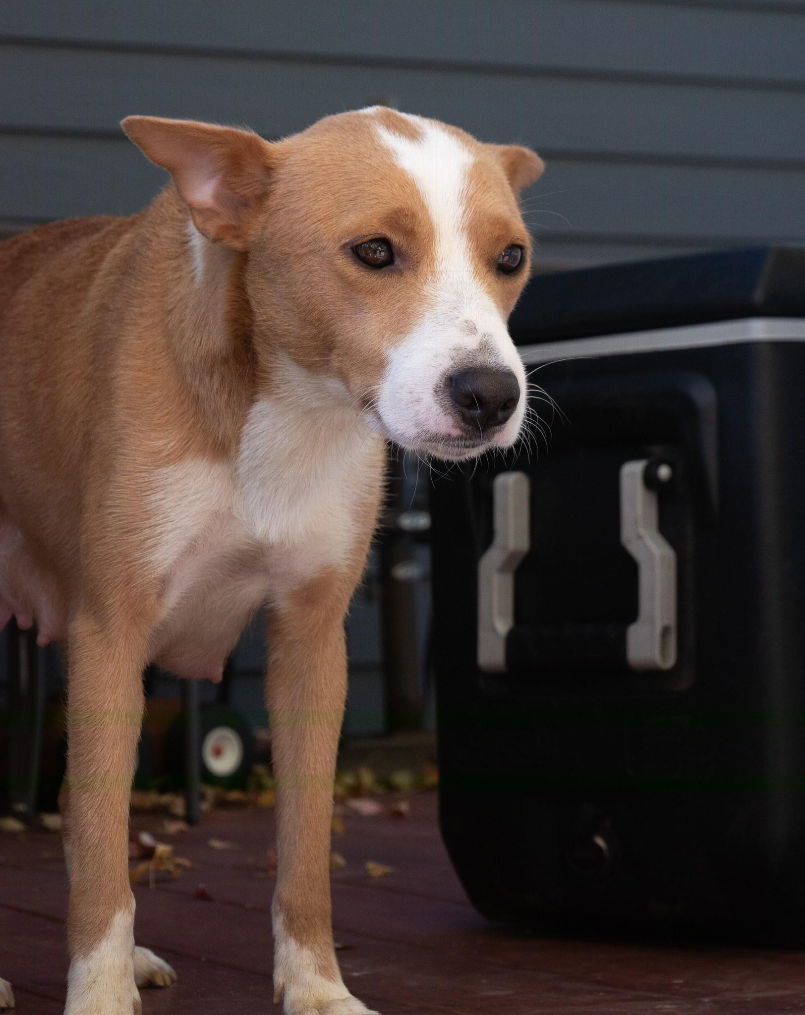Enlarge Daisy, a Adoptable Rat Terrier in Elizabeth, CO image 1/4