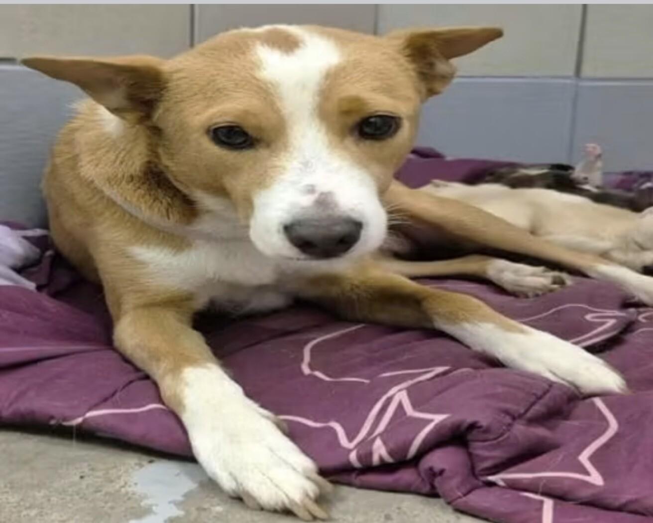 Enlarge Daisy, a Adoptable Rat Terrier in Elizabeth, CO image 2/4