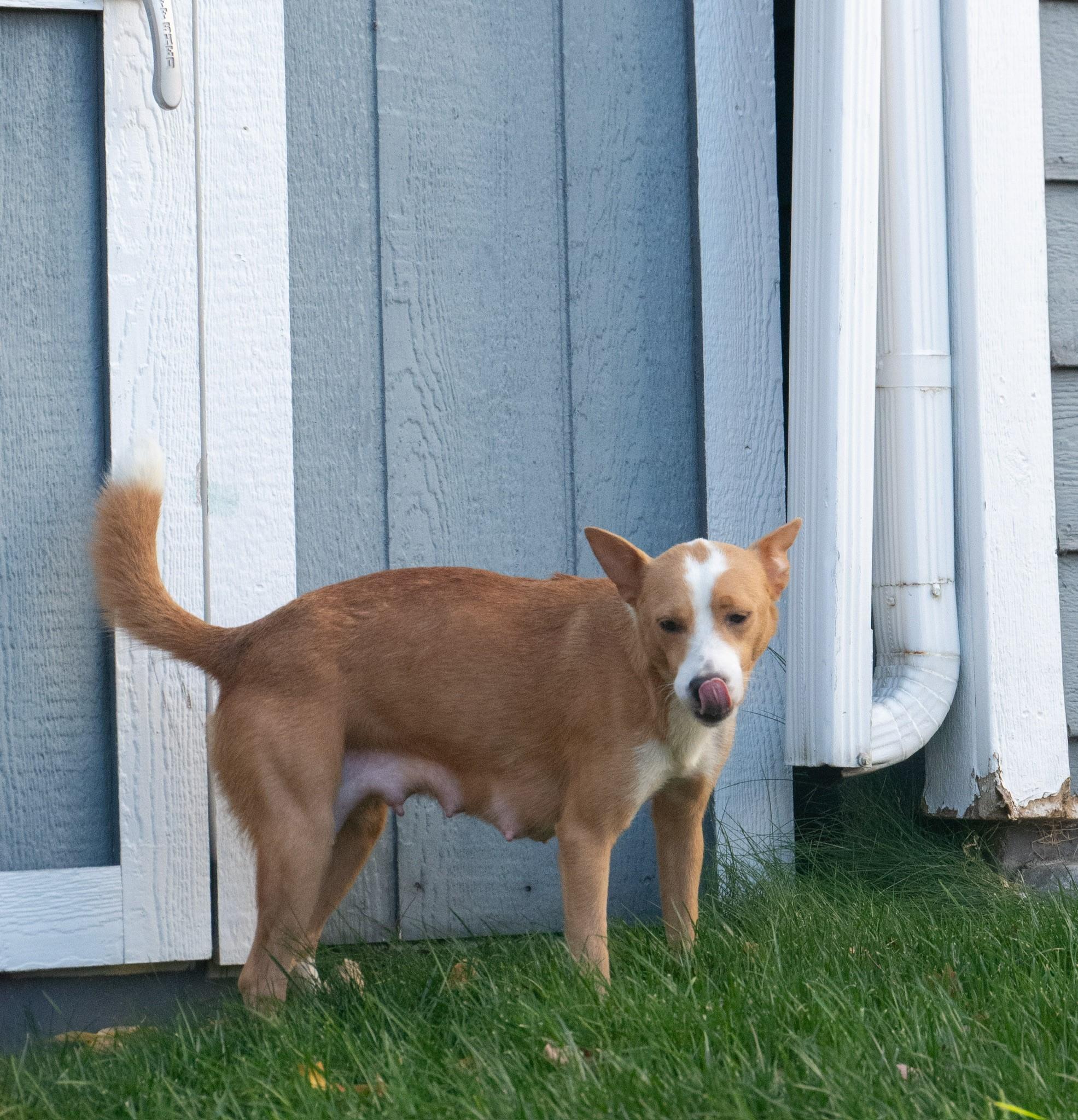 Enlarge Daisy, a Adoptable Rat Terrier in Elizabeth, CO image 3/4