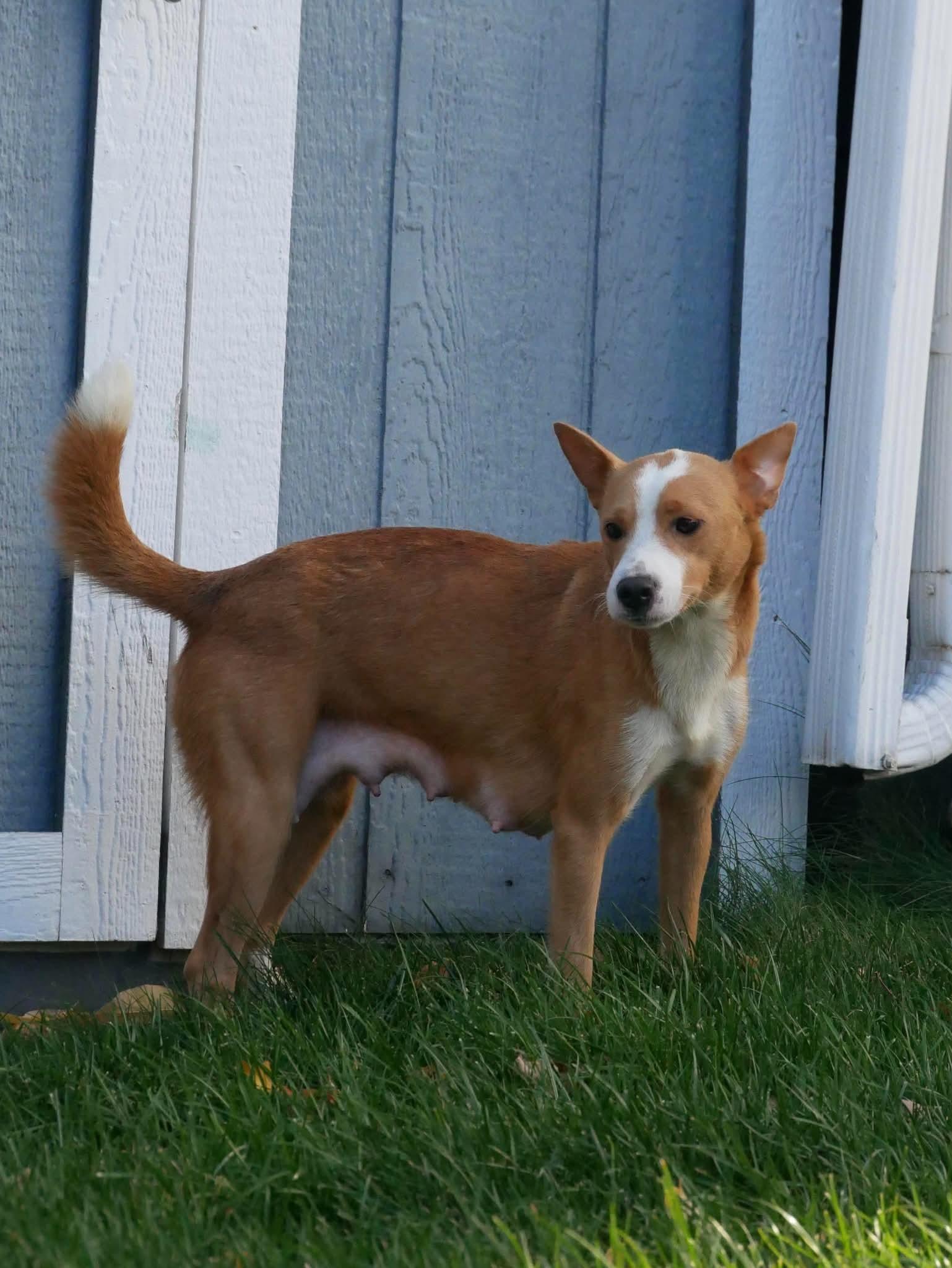 Enlarge Daisy, a Adoptable Rat Terrier in Elizabeth, CO image 4/4