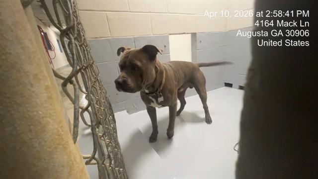 Enlarge HOSS, a Adoptable Pit Bull Terrier in Augusta, GA image 1/1