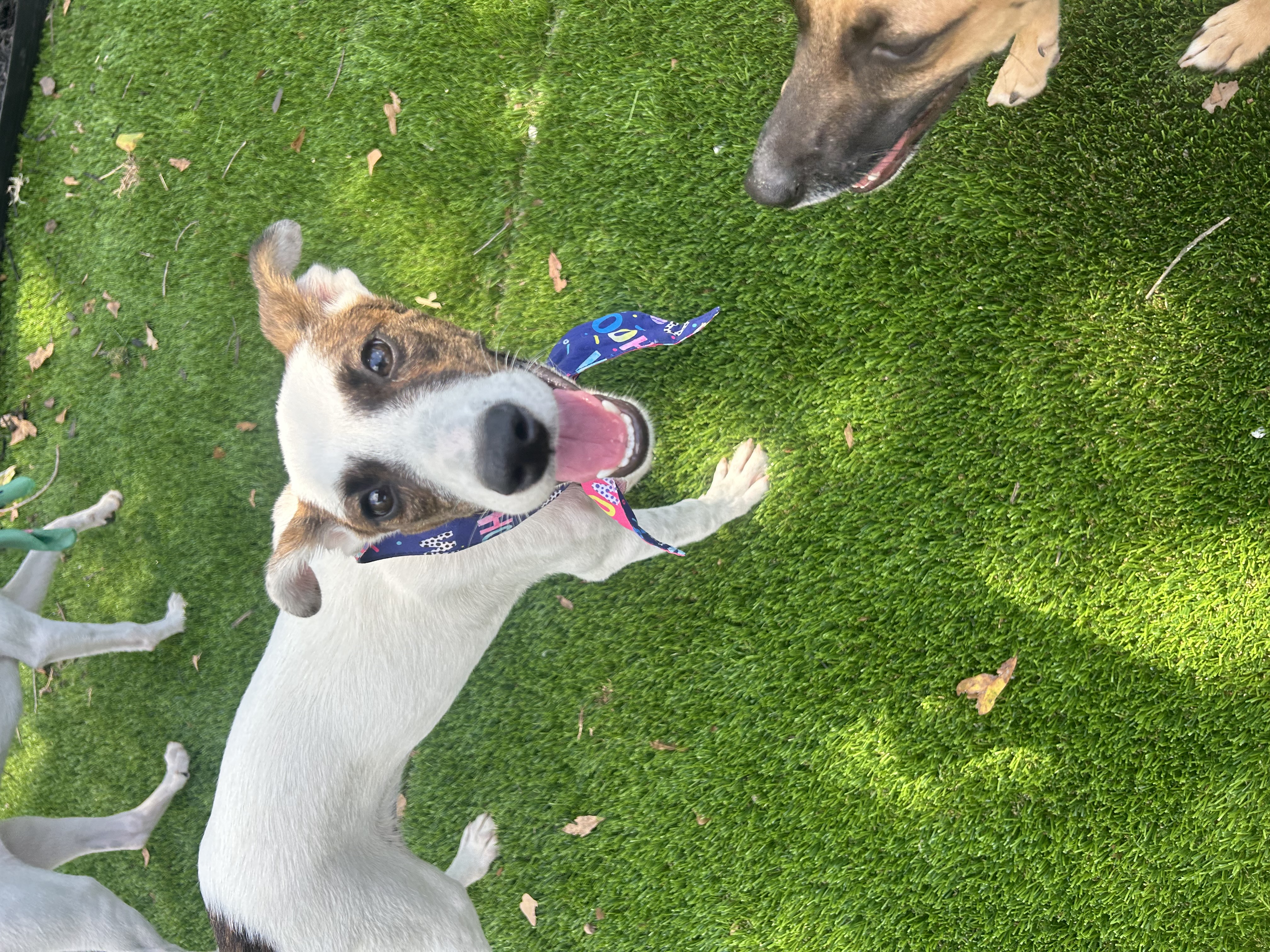 Hazel, a Adoptable mixed breed in Anderson, SC image 3/5