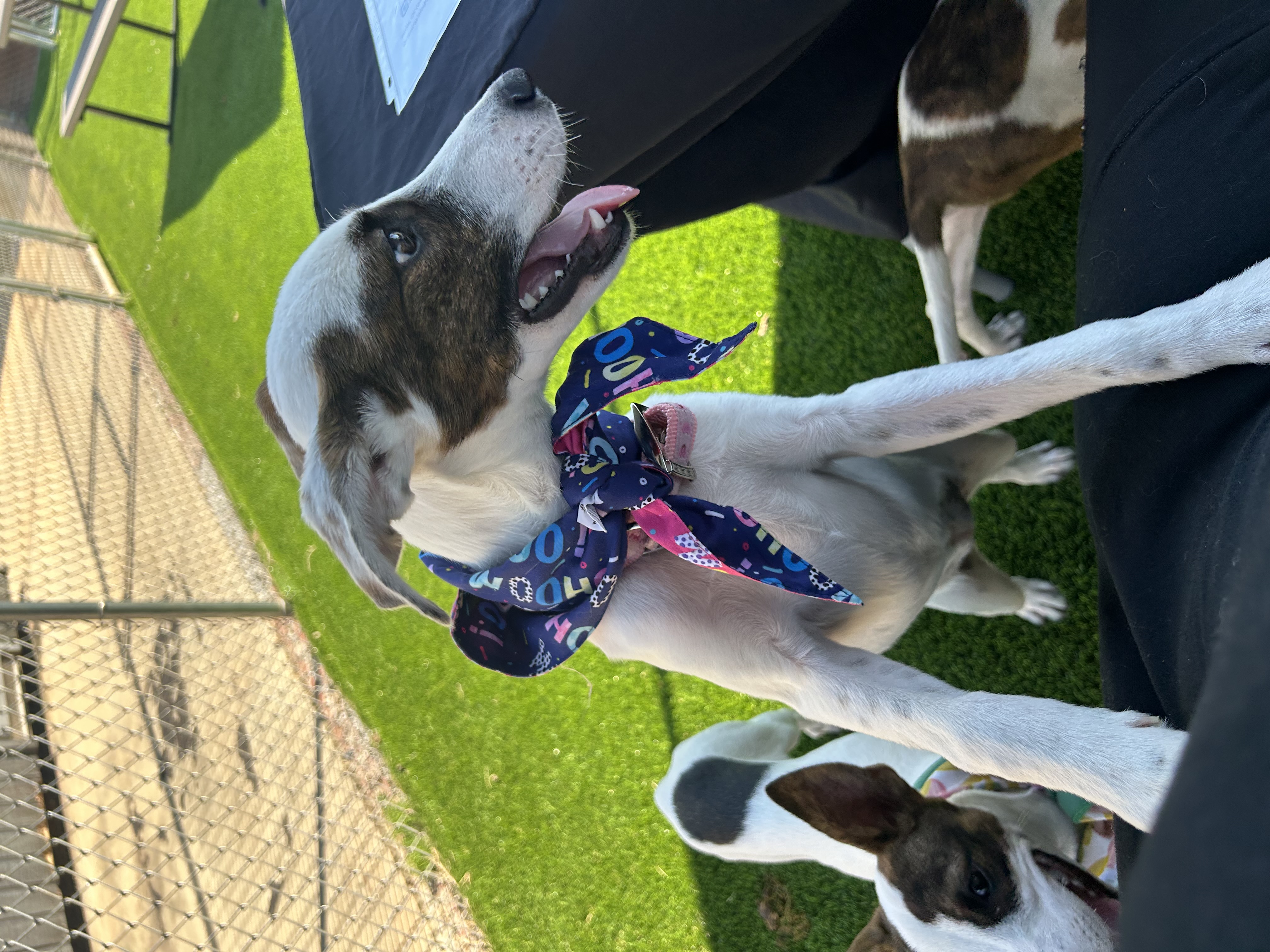 Hazel, a Adoptable mixed breed in Anderson, SC image 4/5