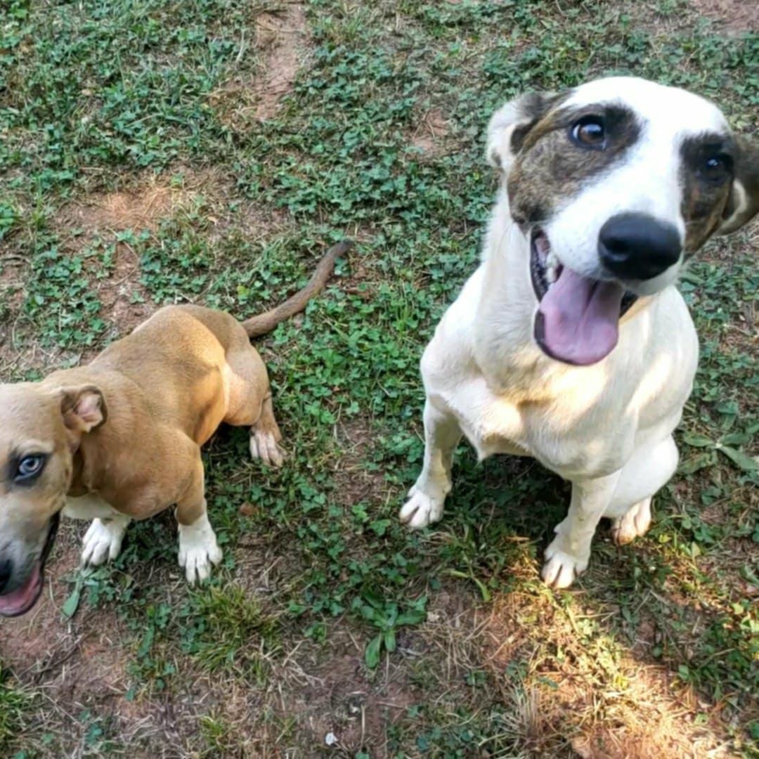 Hazel, a Adoptable mixed breed in Anderson, SC image 2/5