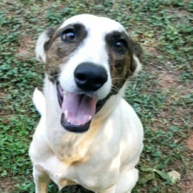 Hazel, a Adoptable mixed breed in Anderson, SC image 1/5