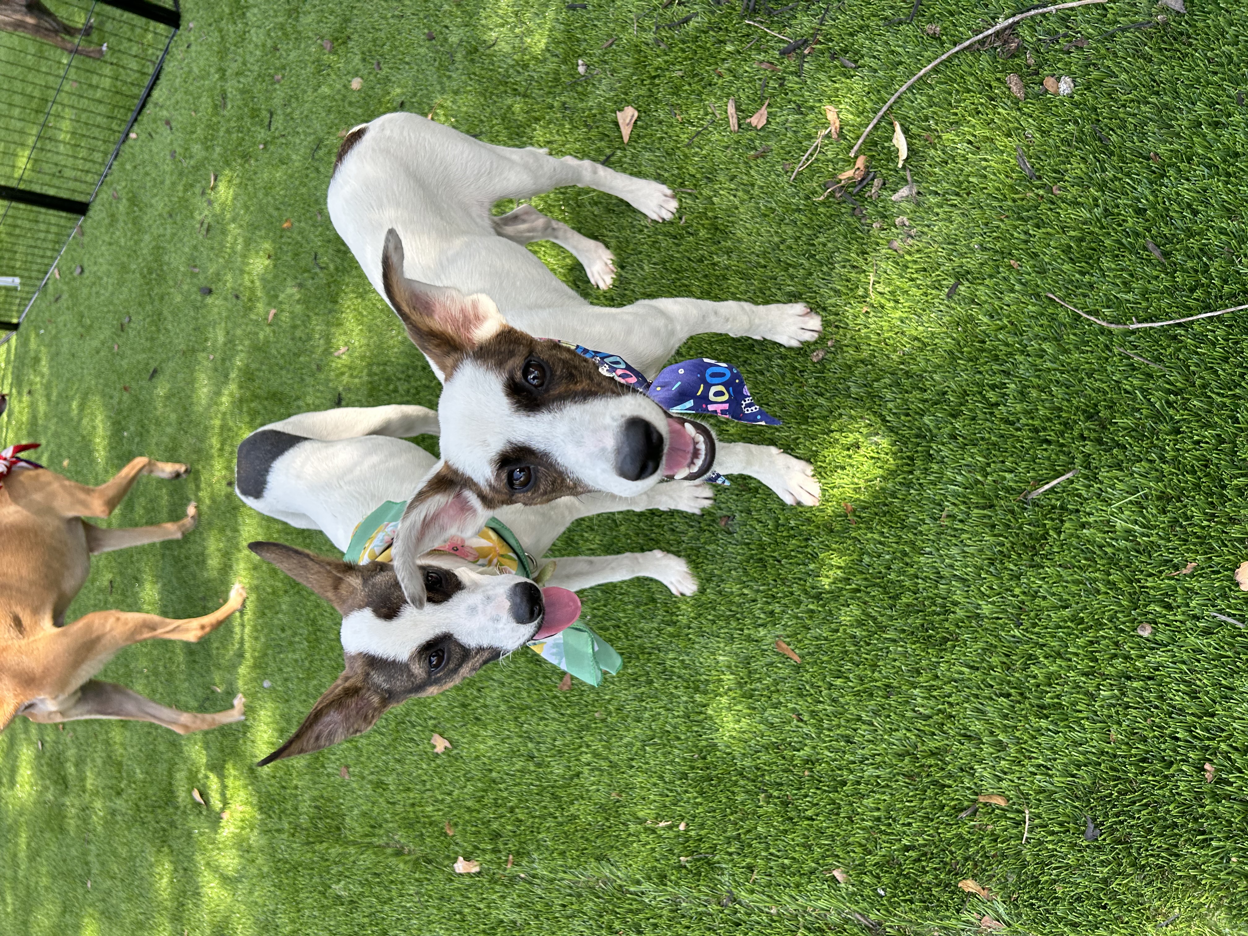 Hazel, a Adoptable mixed breed in Anderson, SC image 5/5