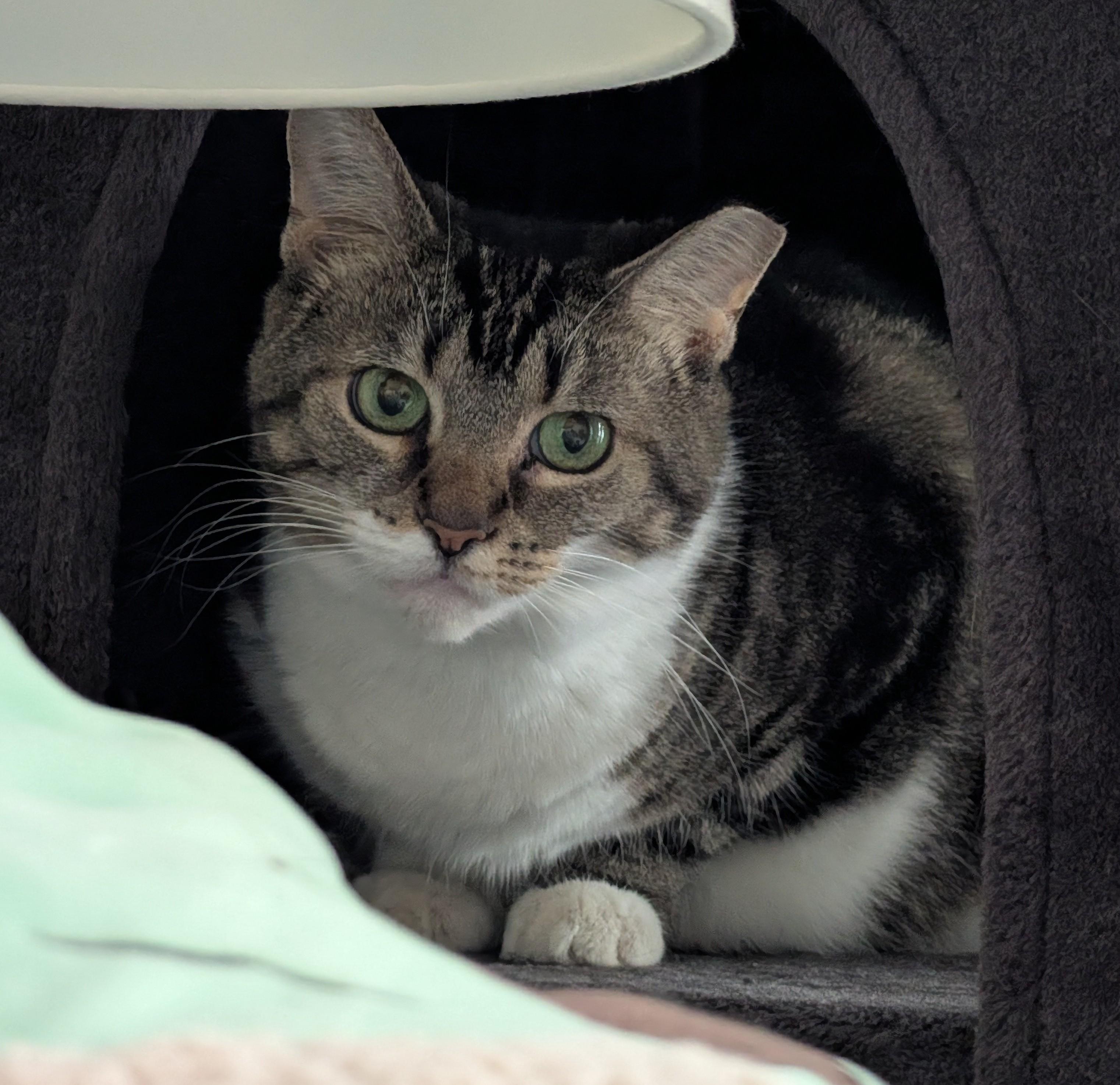 Enlarge Priscilla, a Adoptable Tabby in Columbus, OH image 4/6