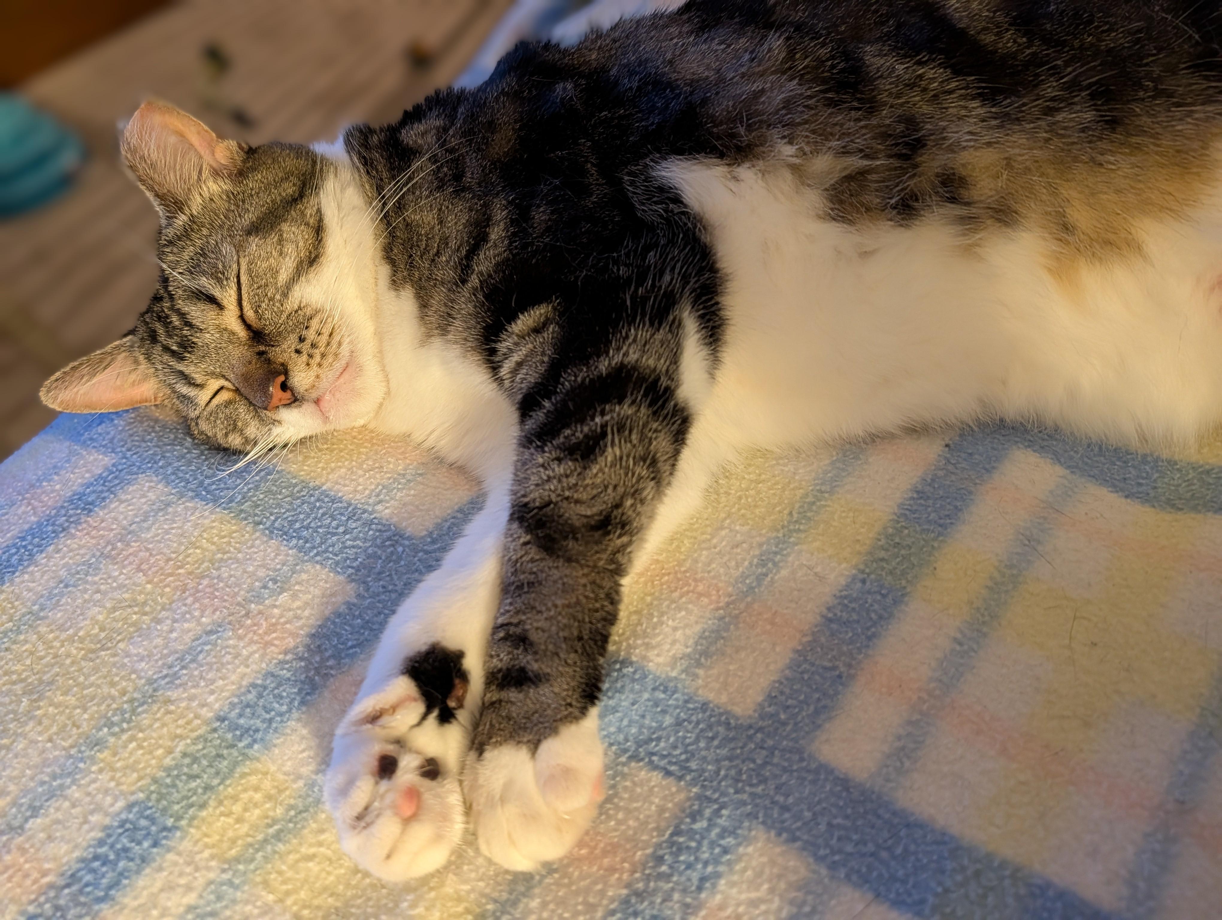 Enlarge Priscilla, a Adoptable Tabby in Columbus, OH image 5/6