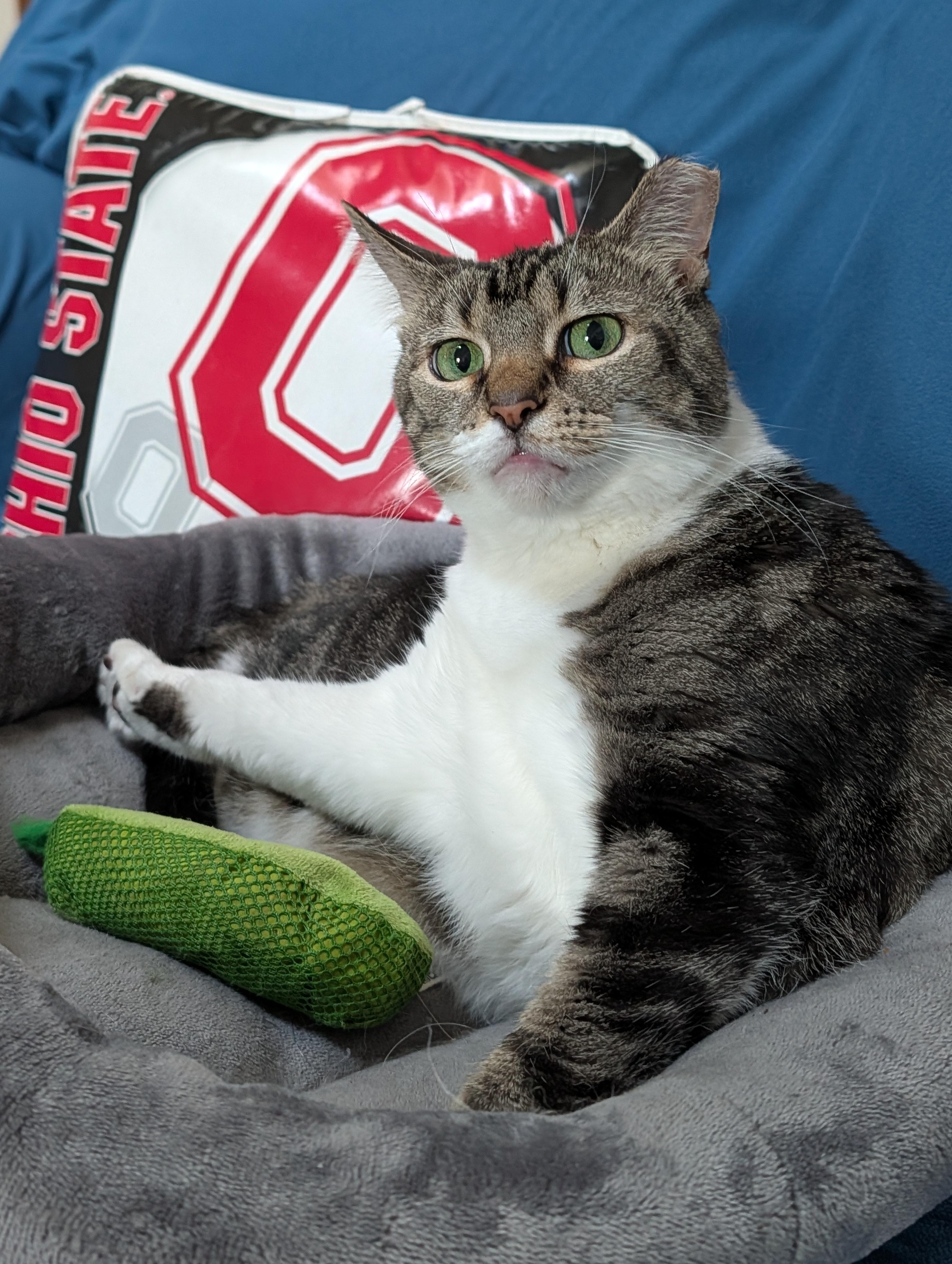 Enlarge Priscilla, a Adoptable Tabby in Columbus, OH image 2/6