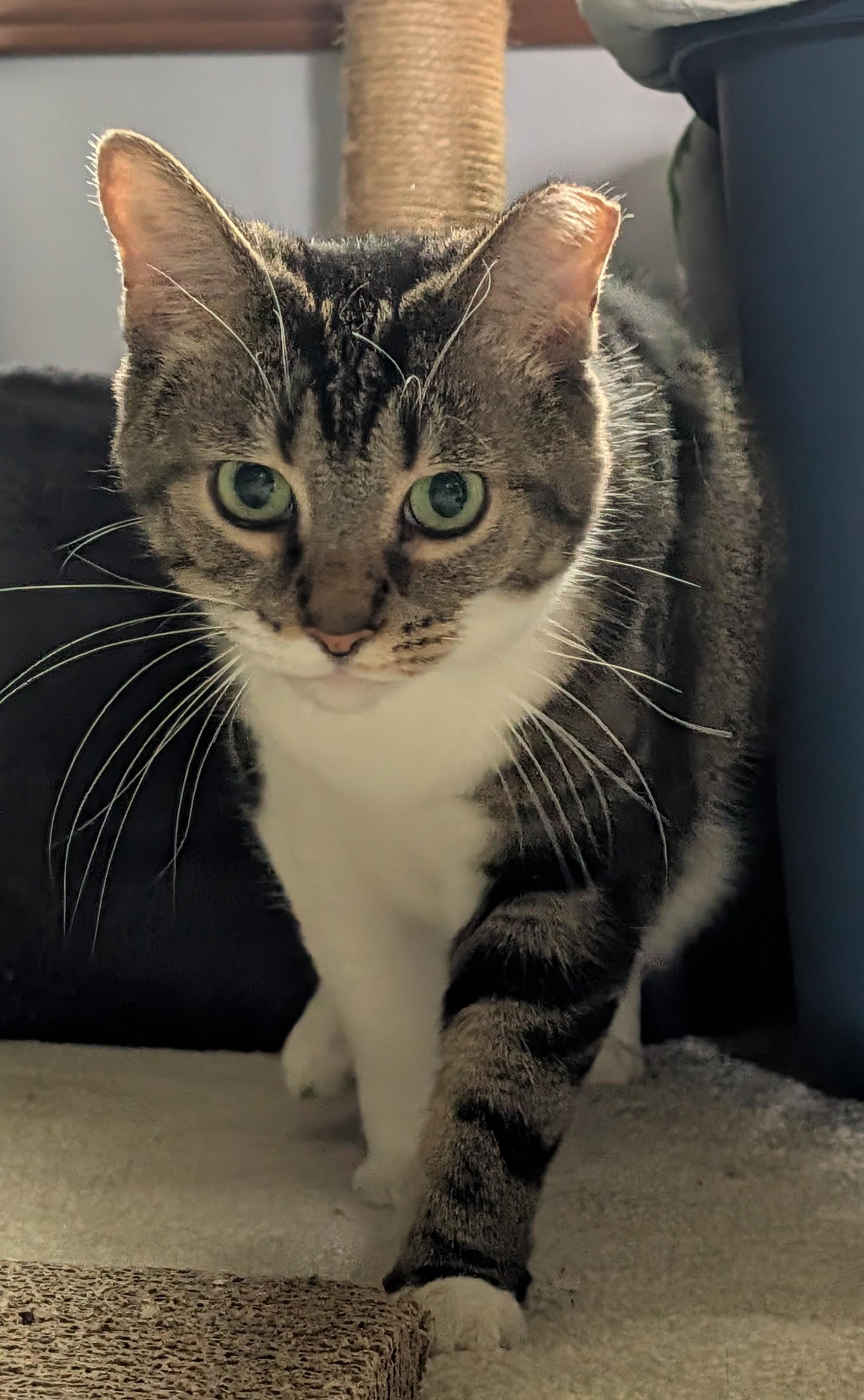 Enlarge Priscilla, a Adoptable Tabby in Columbus, OH image 6/6