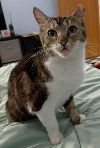 Priscilla thumbnail 3