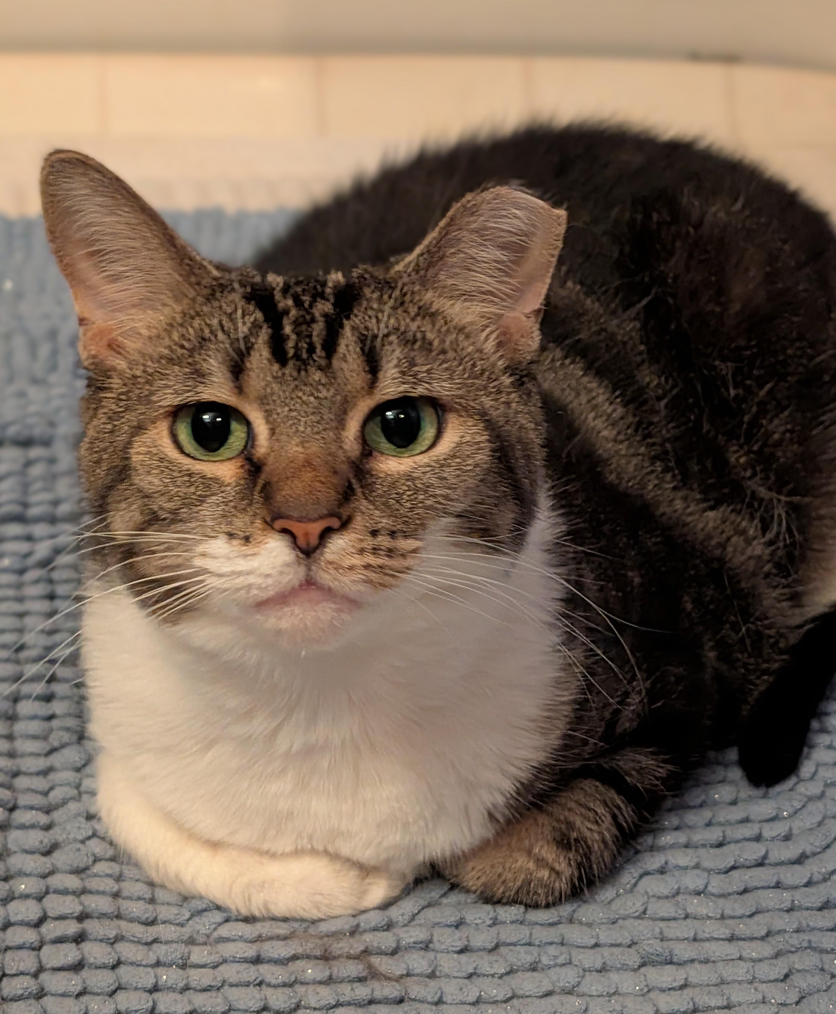 Enlarge Priscilla, a Adoptable Tabby in Columbus, OH image 3/6