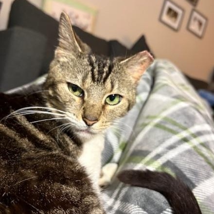 Priscilla thumbnail 5