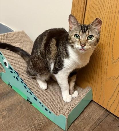 Priscilla thumbnail 6