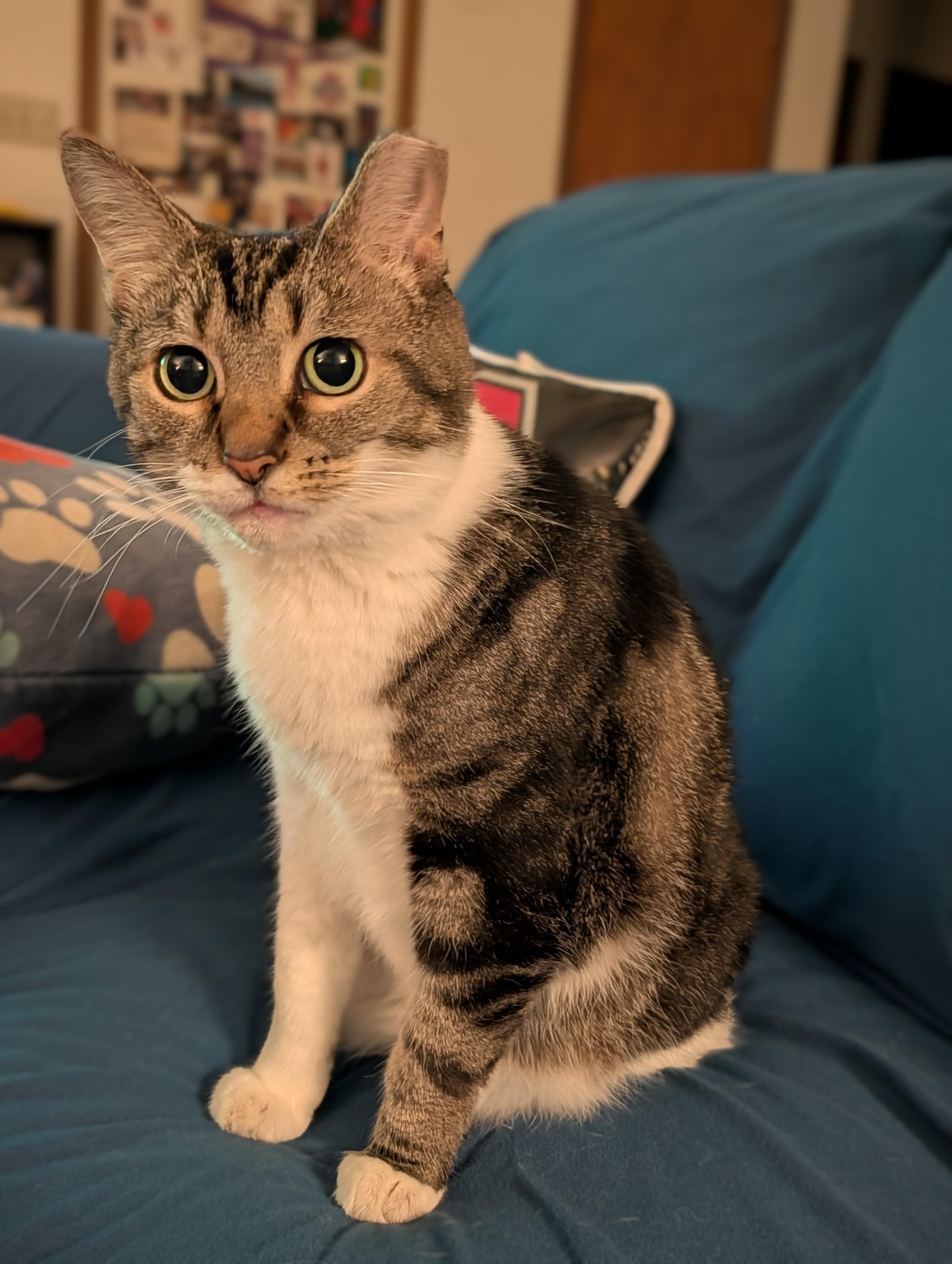 Enlarge Priscilla, a Adoptable Tabby in Columbus, OH image 1/6