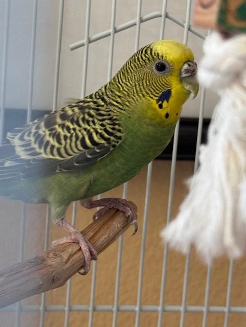 Enlarge CRICKET, a Adoptable Budgie / Budgerigar in South Lake Tahoe, CA image 1/1