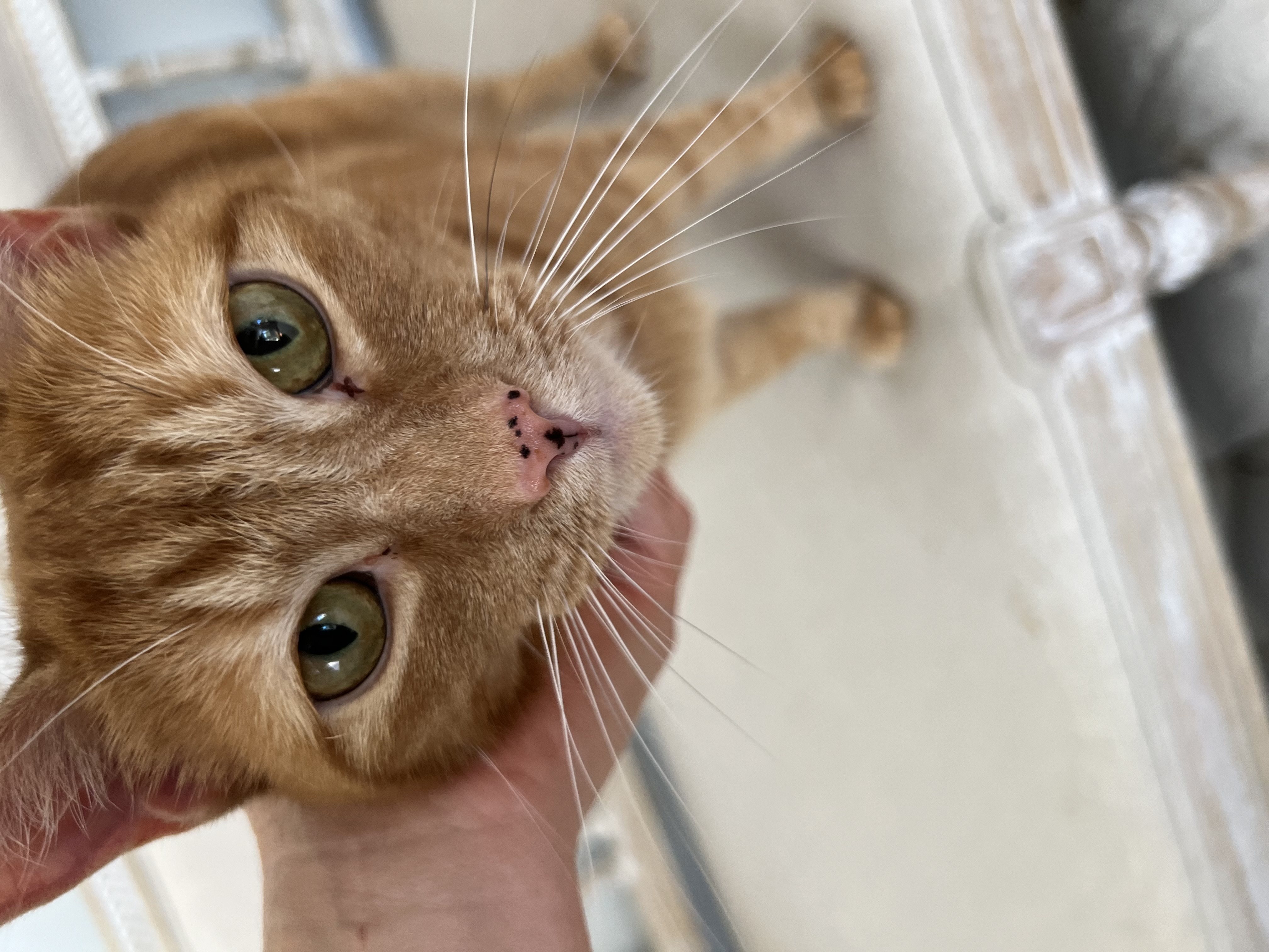 Little Ginger, Adopted, Adult Female Domestic Short Hair.