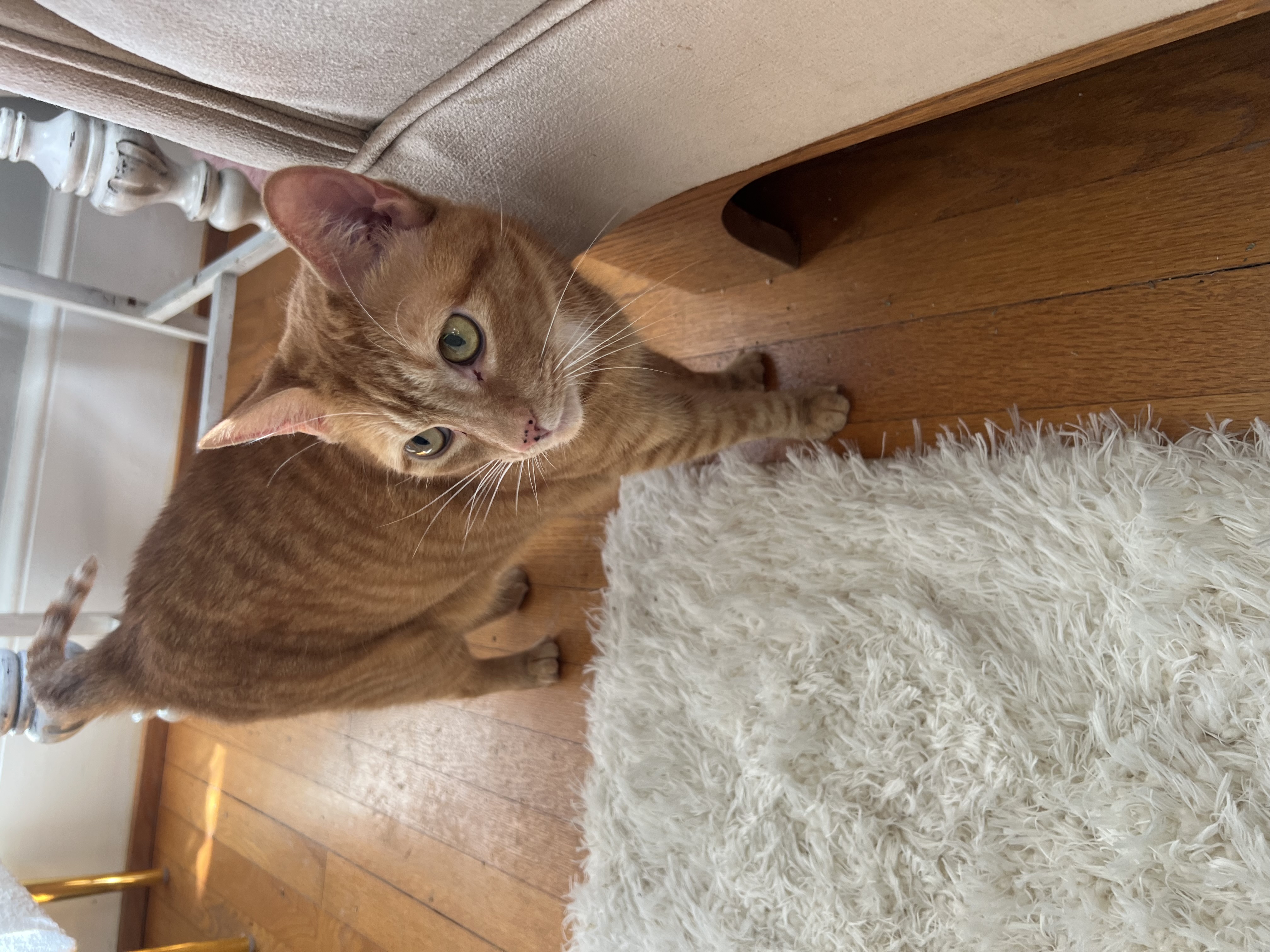 Little Ginger, a Adopted Domestic Short Hair in Asheville, NC image 2/5