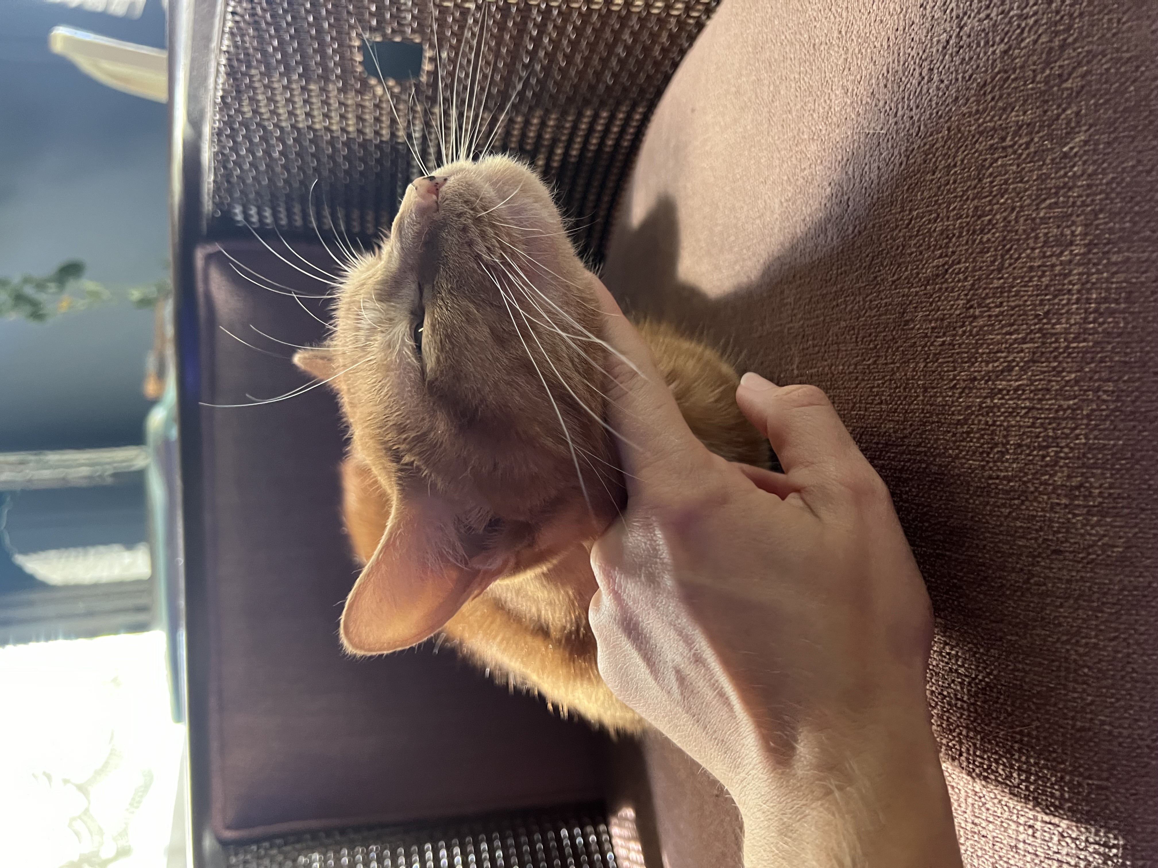 Little Ginger, a Adopted Domestic Short Hair in Asheville, NC image 3/5