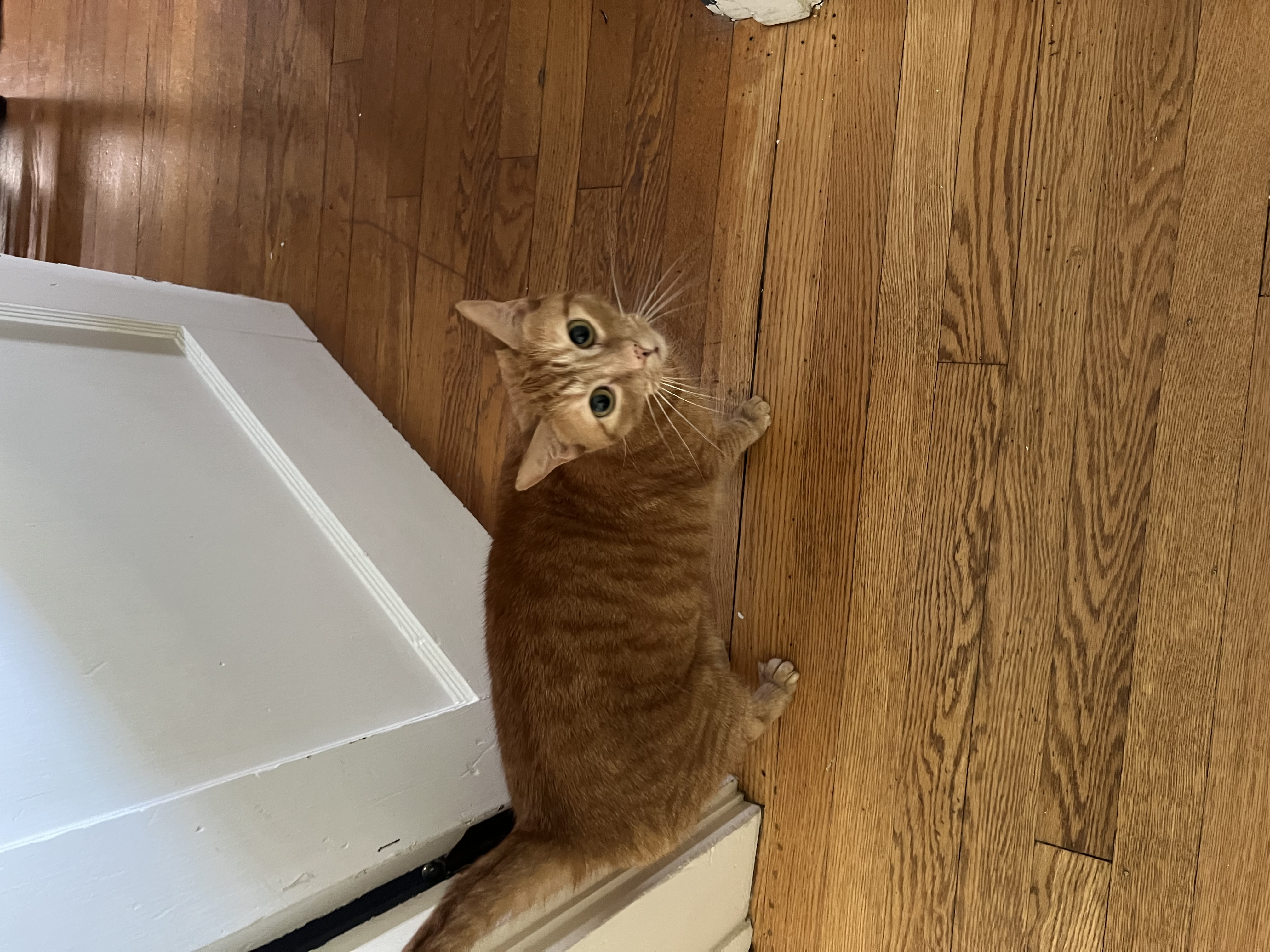 Little Ginger, a Adopted Domestic Short Hair in Asheville, NC image 4/5