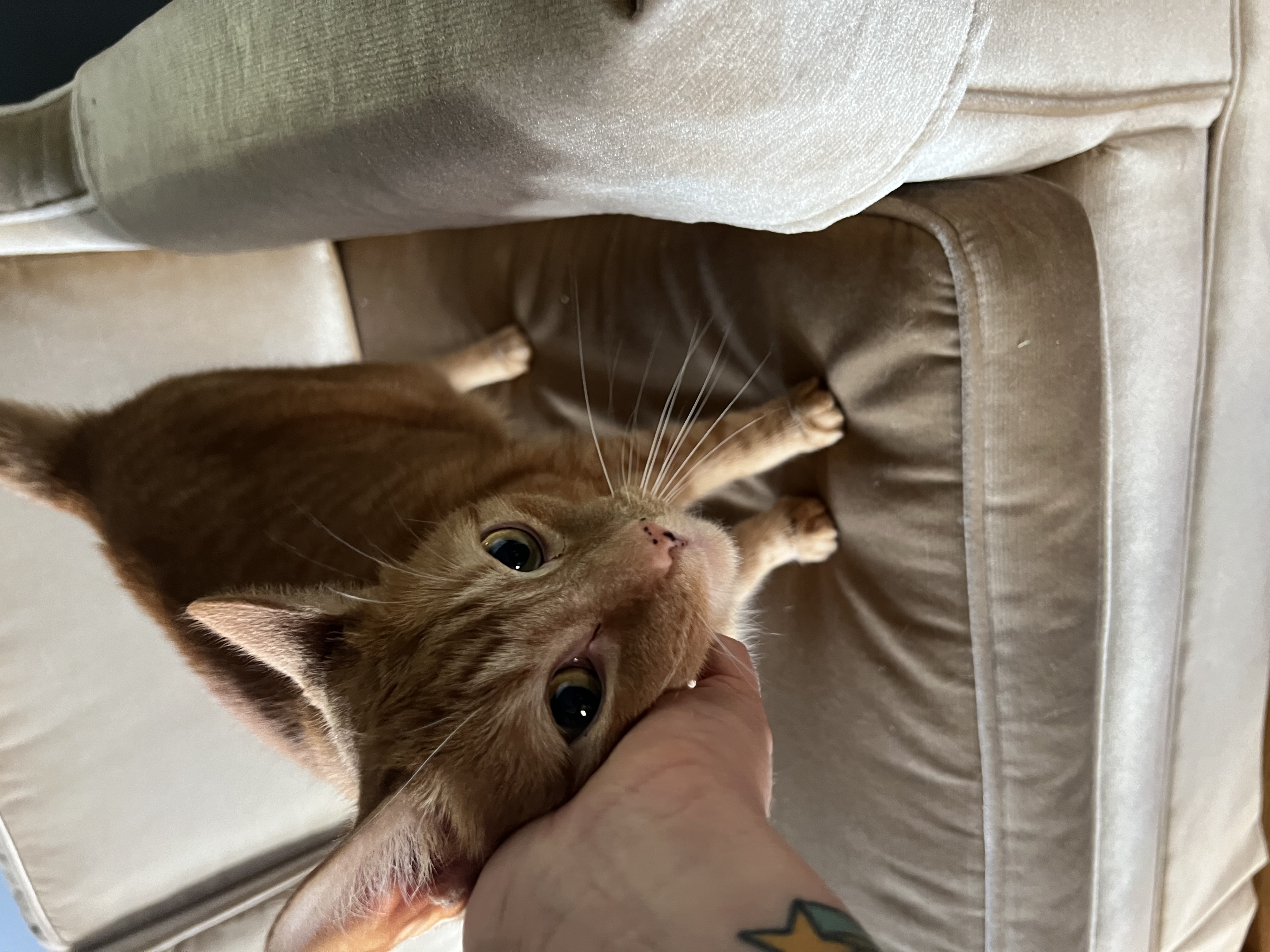 Little Ginger, a Adopted Domestic Short Hair in Asheville, NC image 5/5