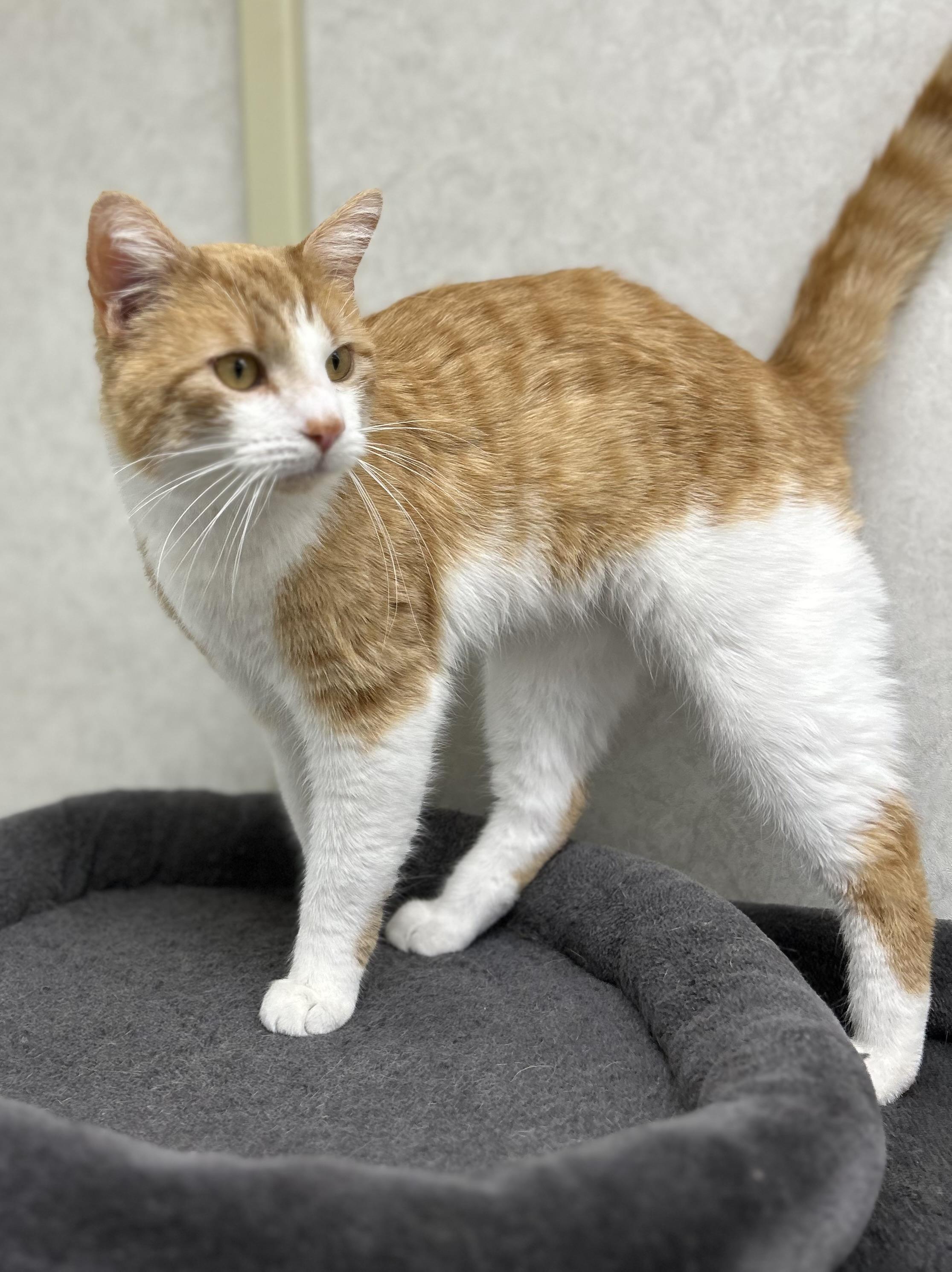 Enlarge Raymond, a ADOPTABLE Domestic Short Hair in Independence, OH image 1/1