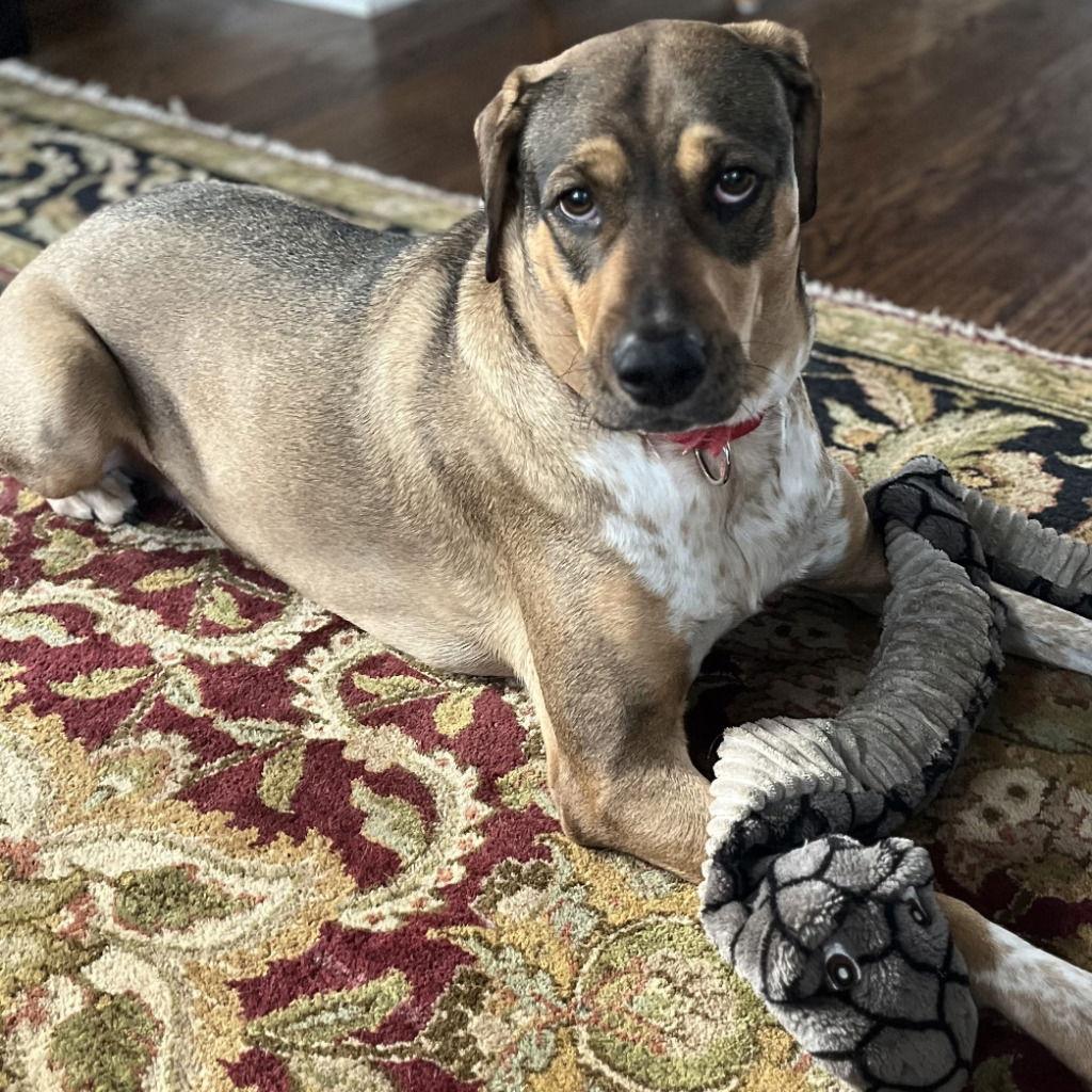 Enlarge Luv, a Adoptable mixed breed in Bloomfield, CT image 1/3