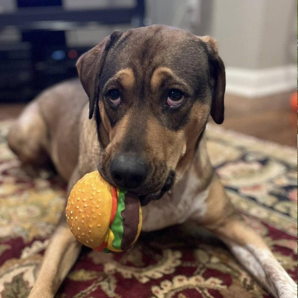 Luv, Adoptable, Adult Female Labrador Retriever & Terrier.