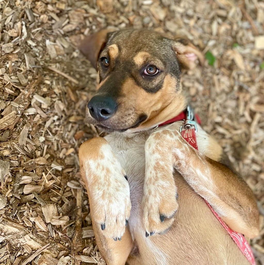 Enlarge Luv, a Adoptable mixed breed in Bloomfield, CT image 1/3