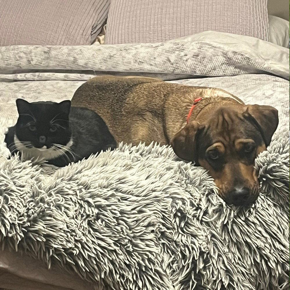 Enlarge Luv, a Adoptable mixed breed in Bloomfield, CT image 2/3