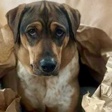 Enlarge Luv, a Adoptable mixed breed in Bloomfield, CT image 2/3