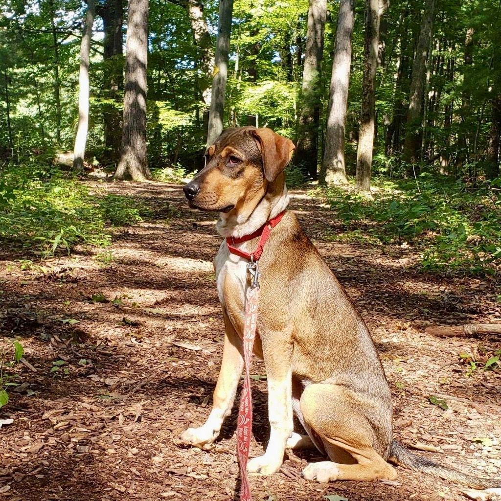 Enlarge Luv, a Adoptable mixed breed in Bloomfield, CT image 2/3