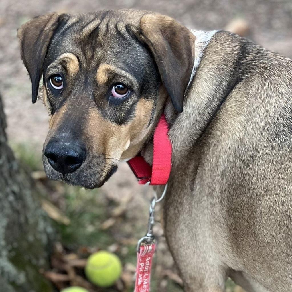 Enlarge Luv, a Adoptable mixed breed in Bloomfield, CT image 3/3