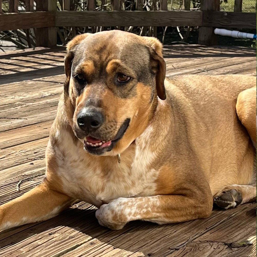 Enlarge Luv, a Adoptable mixed breed in Bloomfield, CT image 3/3