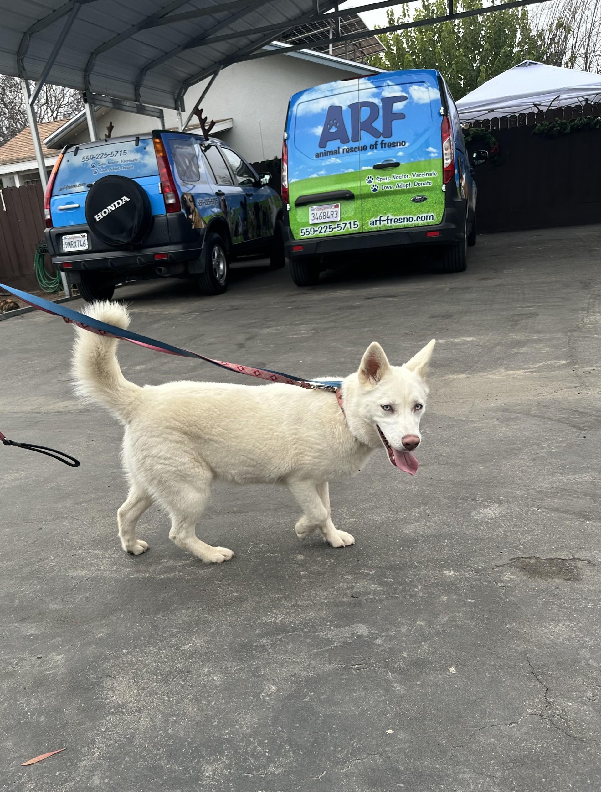 Enlarge OPAL, a Adoptable mixed breed in Fresno, CA image 4/6