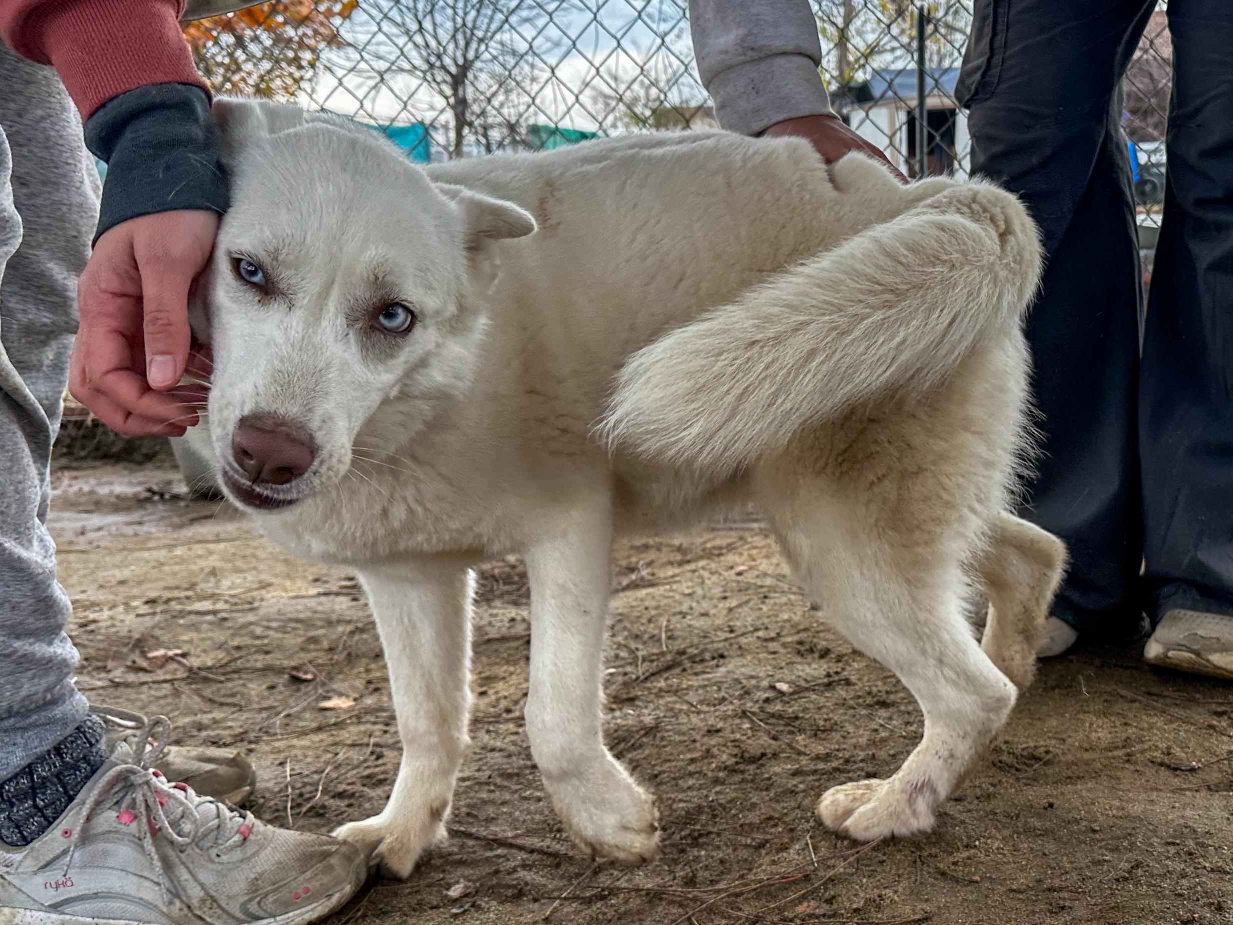 Enlarge OPAL, a Adoptable mixed breed in Fresno, CA image 5/6