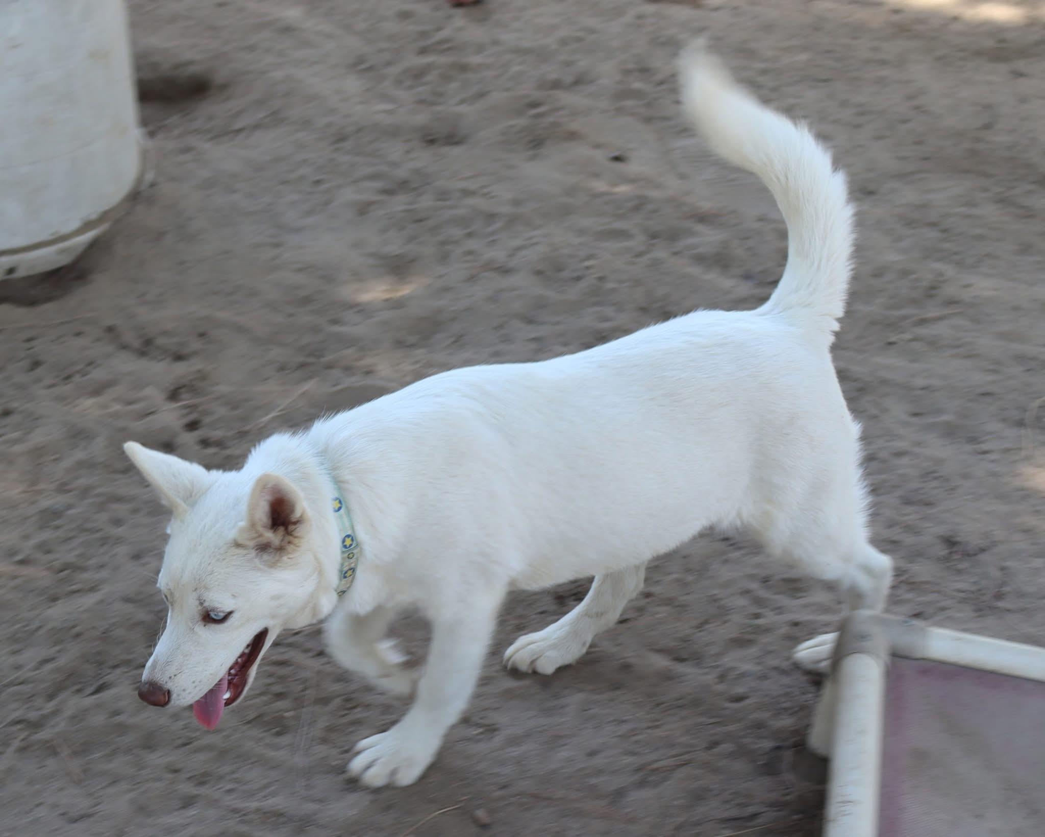OPAL, a Adoptable mixed breed in Fresno, CA image 4/6