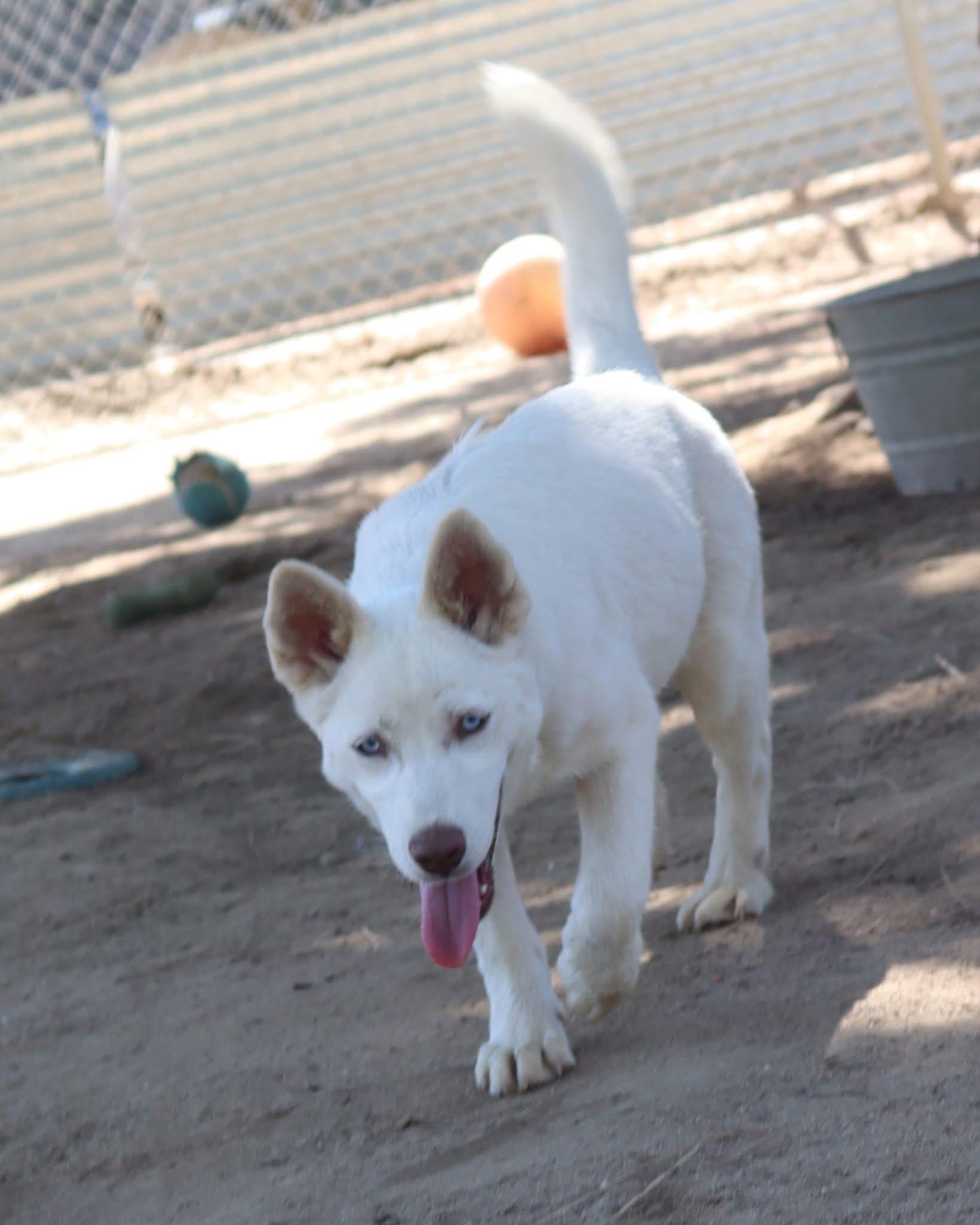 OPAL, a Adoptable mixed breed in Fresno, CA image 5/6